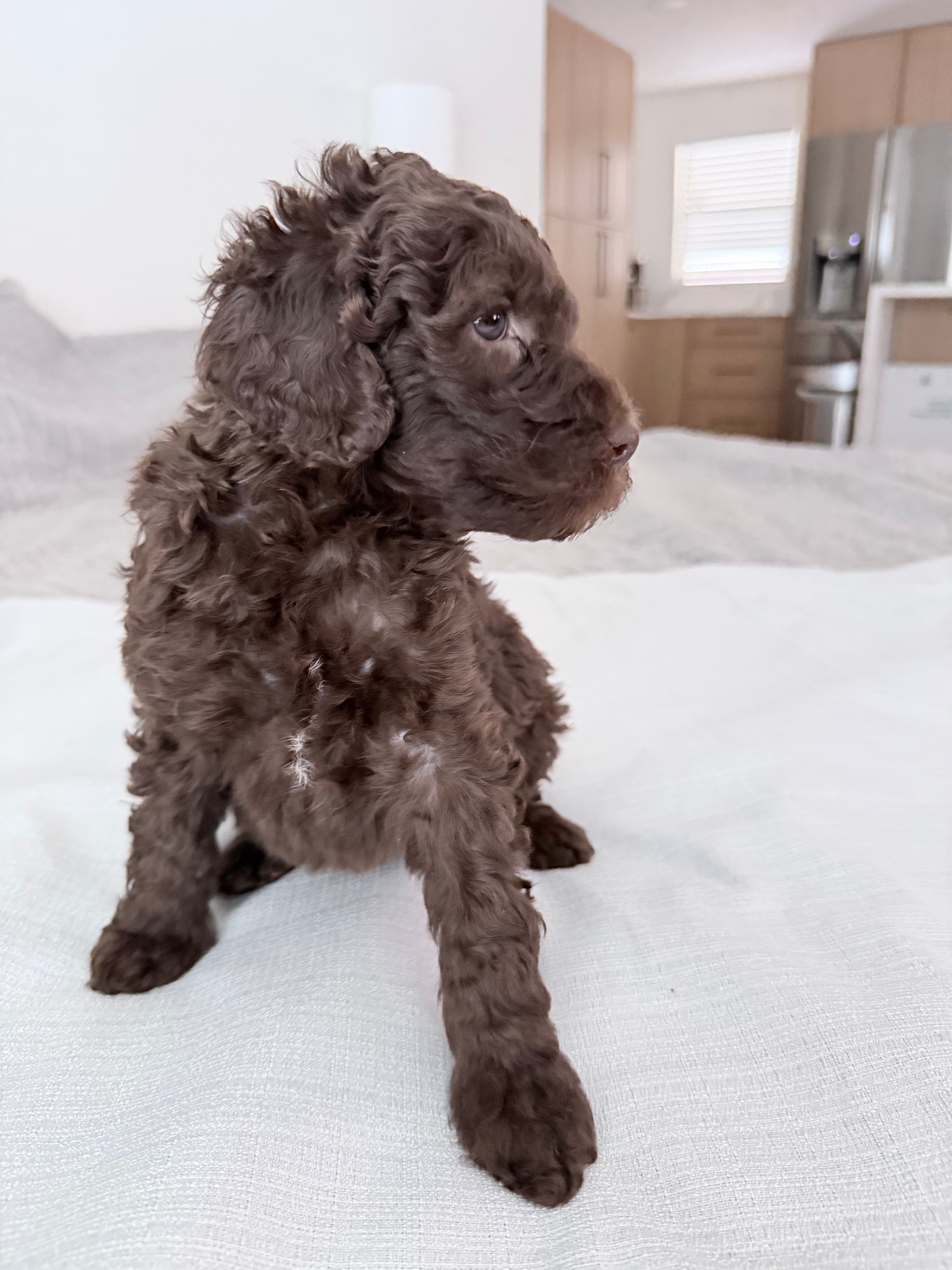 Robin  – Poodle - Miniature  puppy for sale in San Antonio, FL