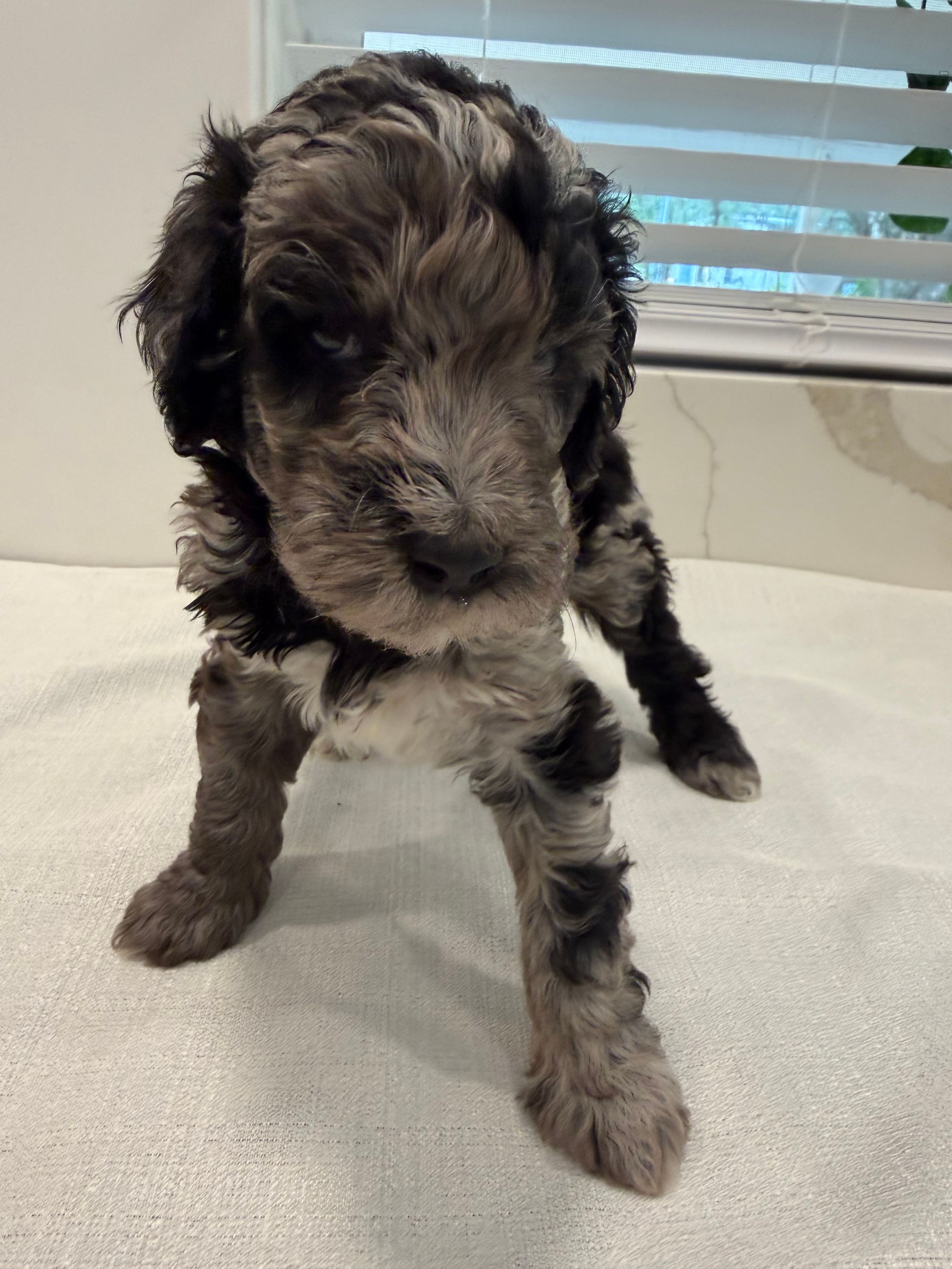 Blue Jay  – Poodle - Miniature  puppy for sale in San Antonio, FL