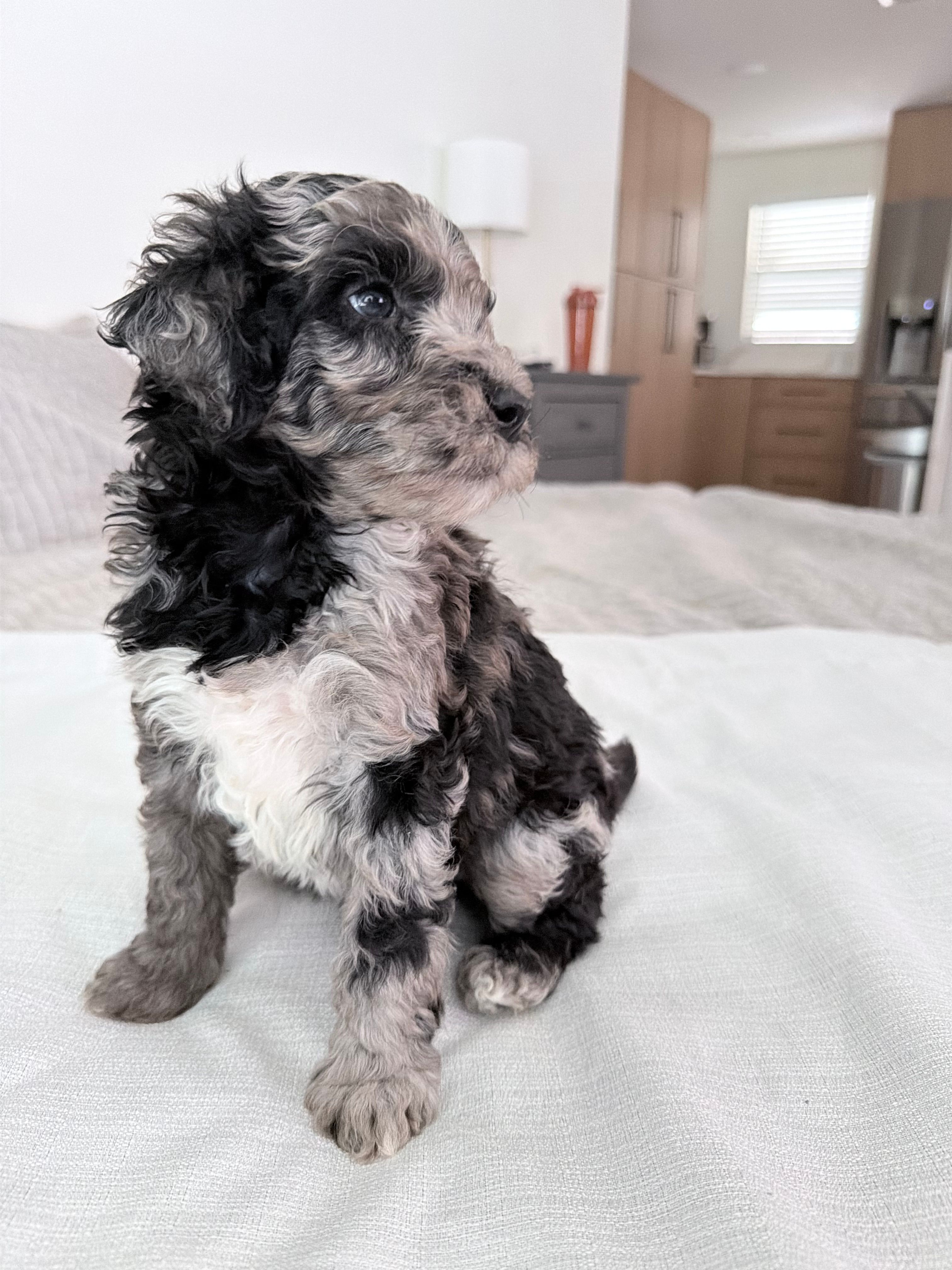 Blue Jay  – Poodle - Miniature  puppy for sale in San Antonio, FL