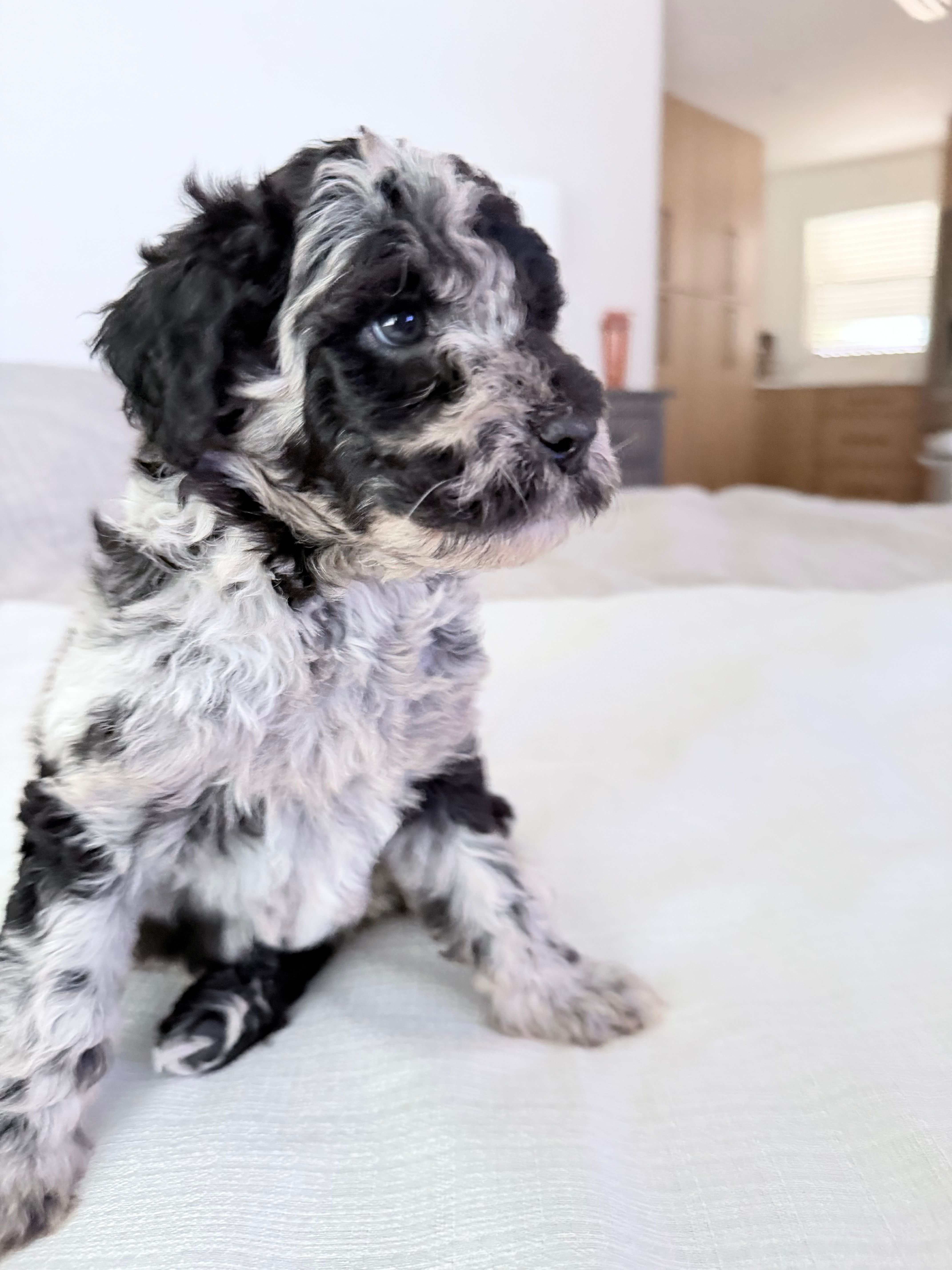Raven  – Poodle - Miniature  puppy for sale in San Antonio, FL