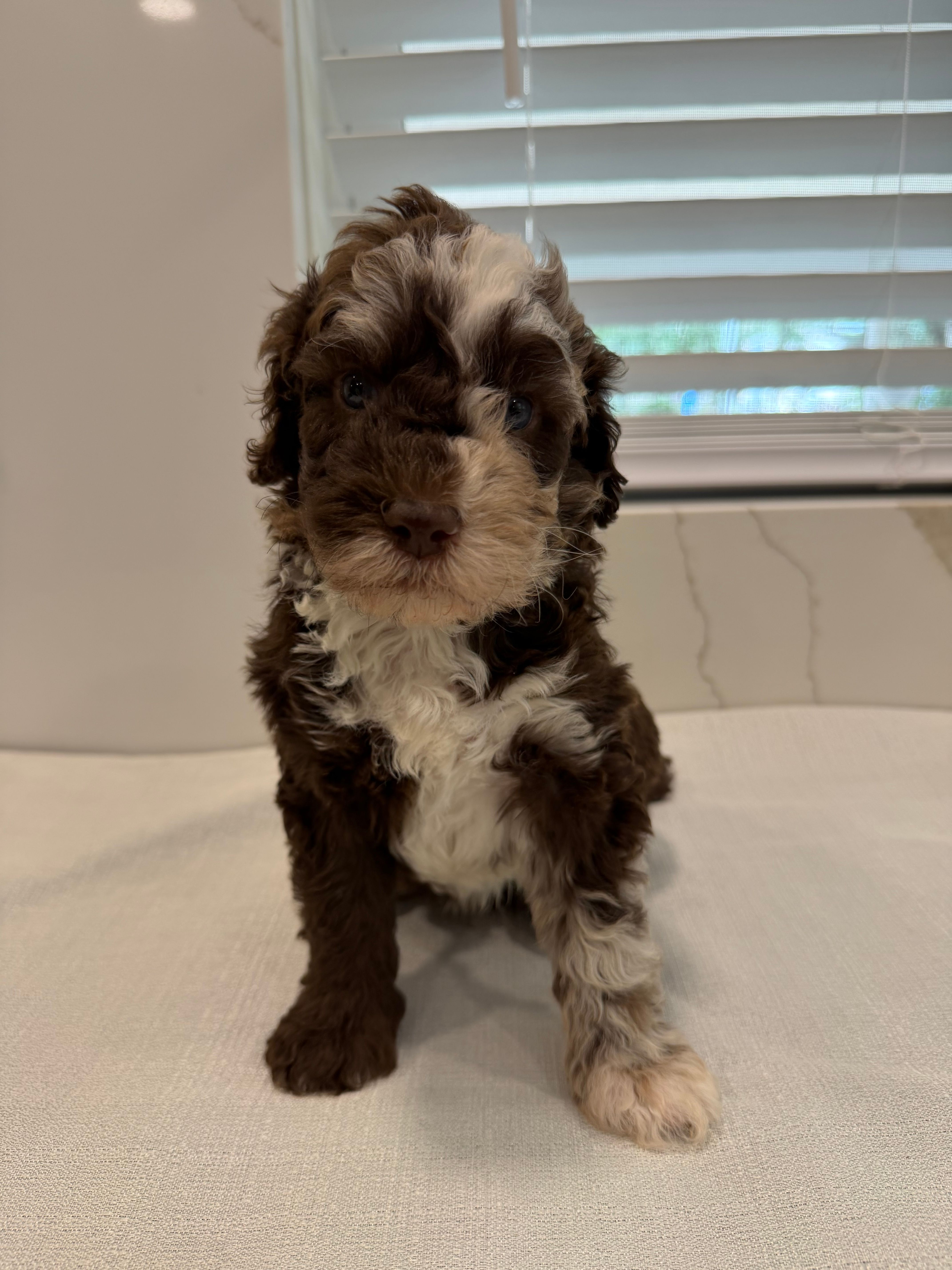 Finch  – Poodle - Miniature  puppy for sale in San Antonio, FL
