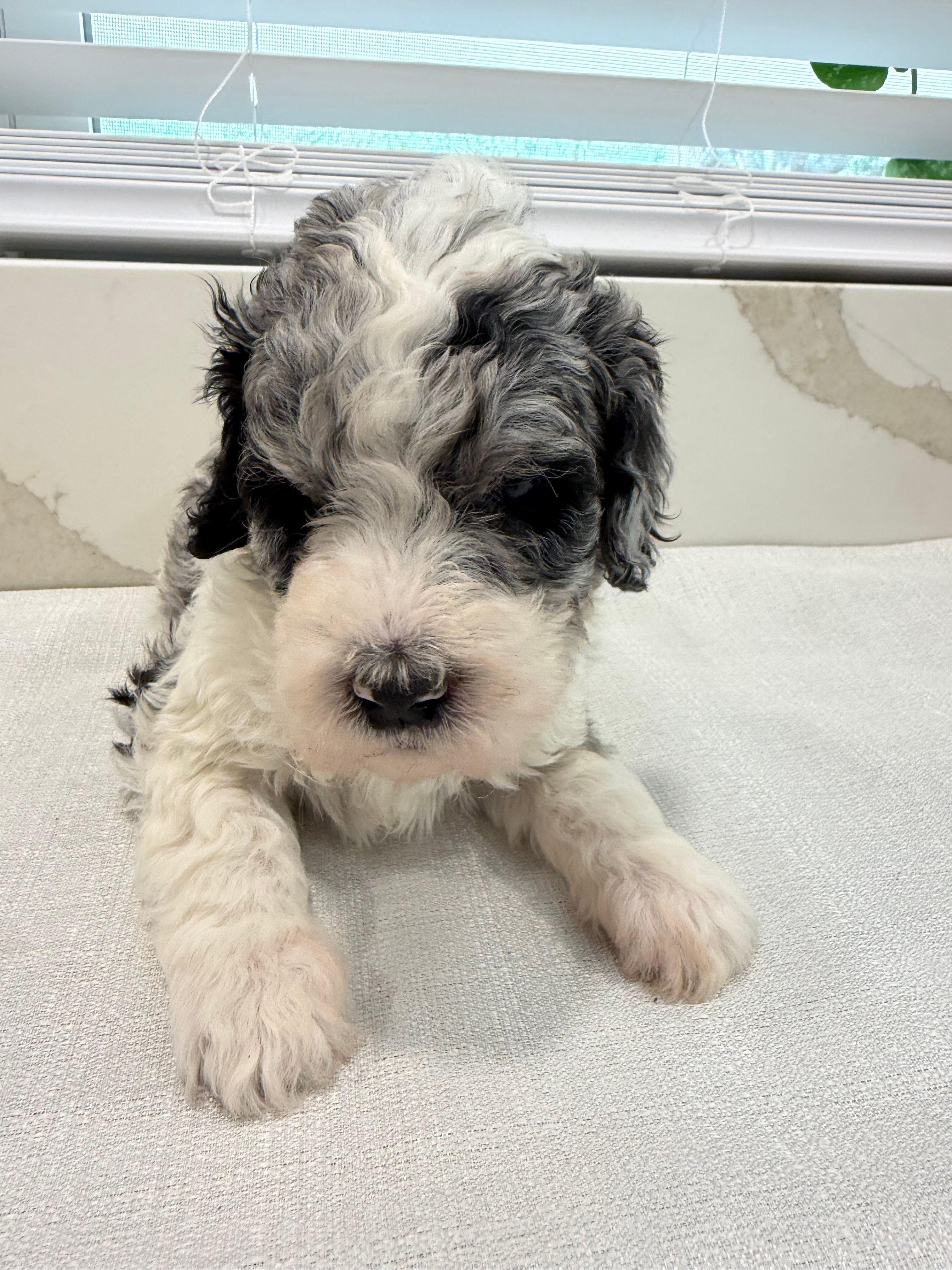 Goose – Poodle - Miniature  puppy for sale in San Antonio, FL