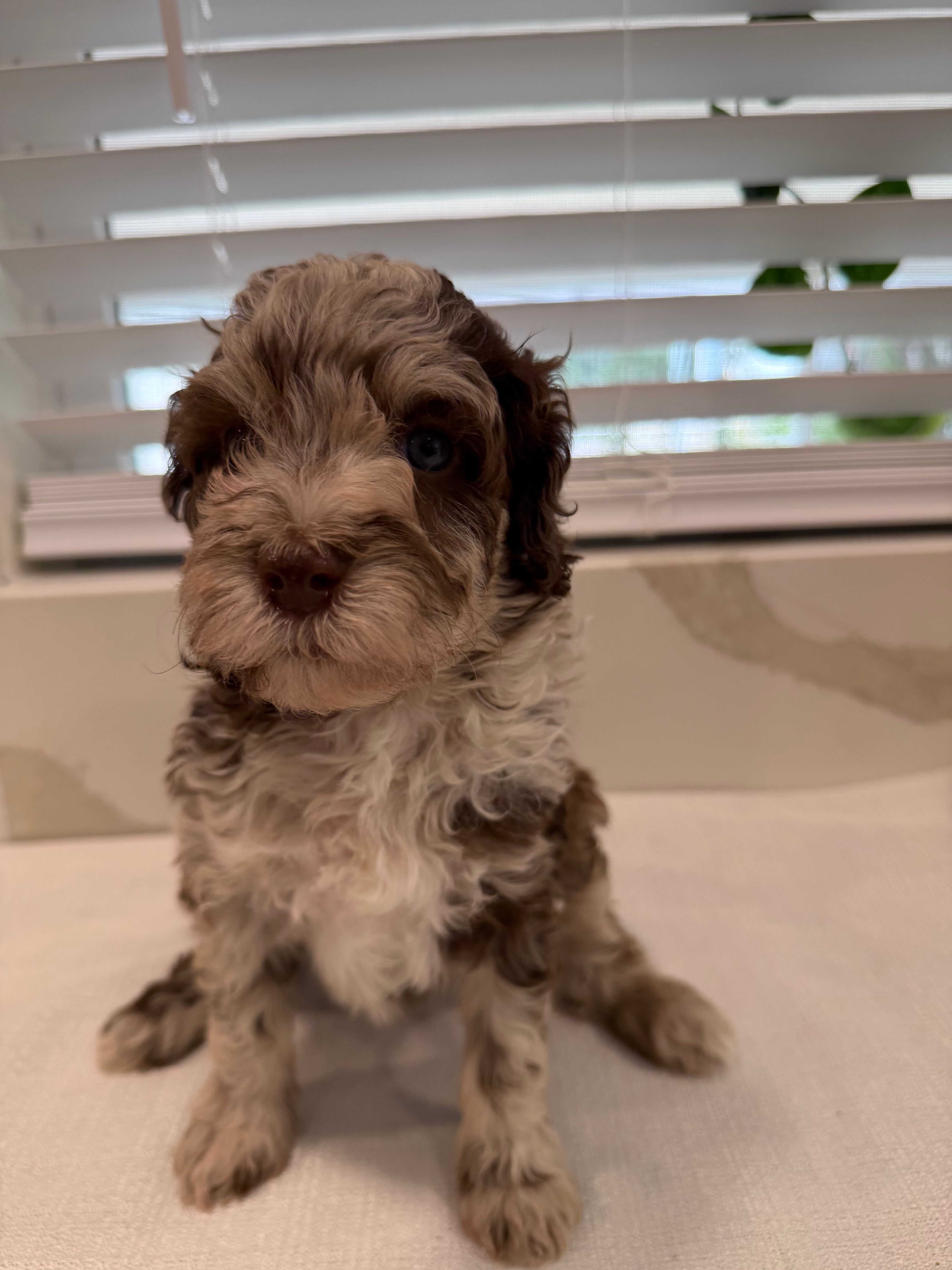 Starling  – Poodle - Miniature  puppy for sale in San Antonio, FL