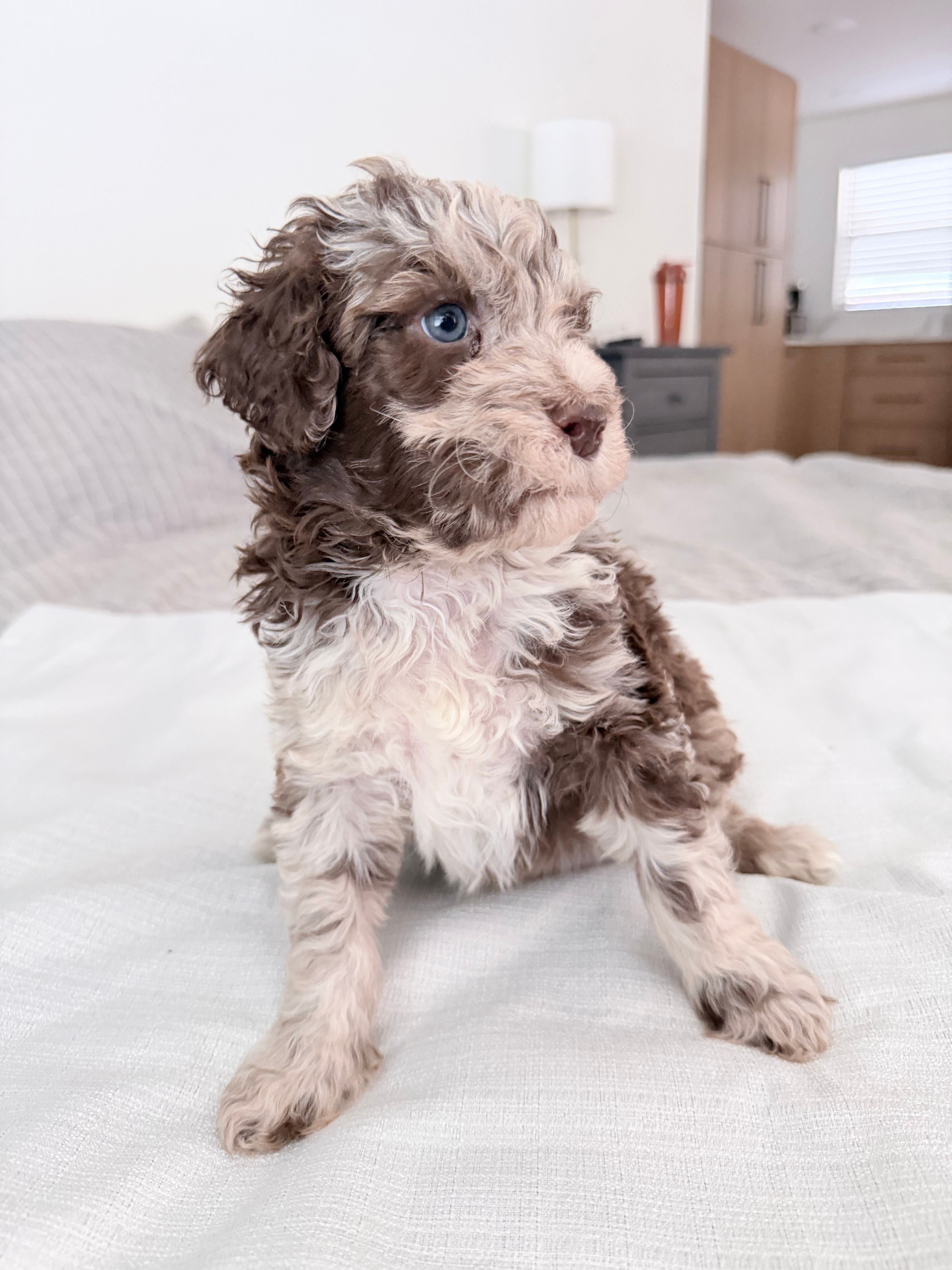 Starling  – Poodle - Miniature  puppy for sale in San Antonio, FL