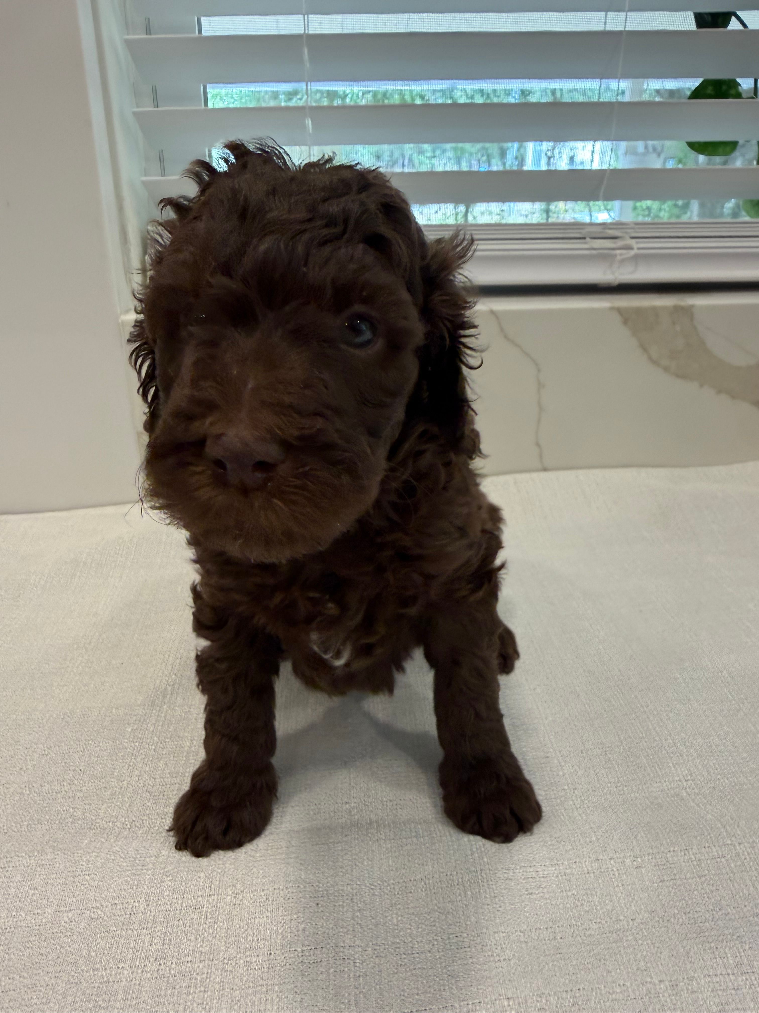 Robin  – Poodle - Miniature  puppy for sale in San Antonio, FL