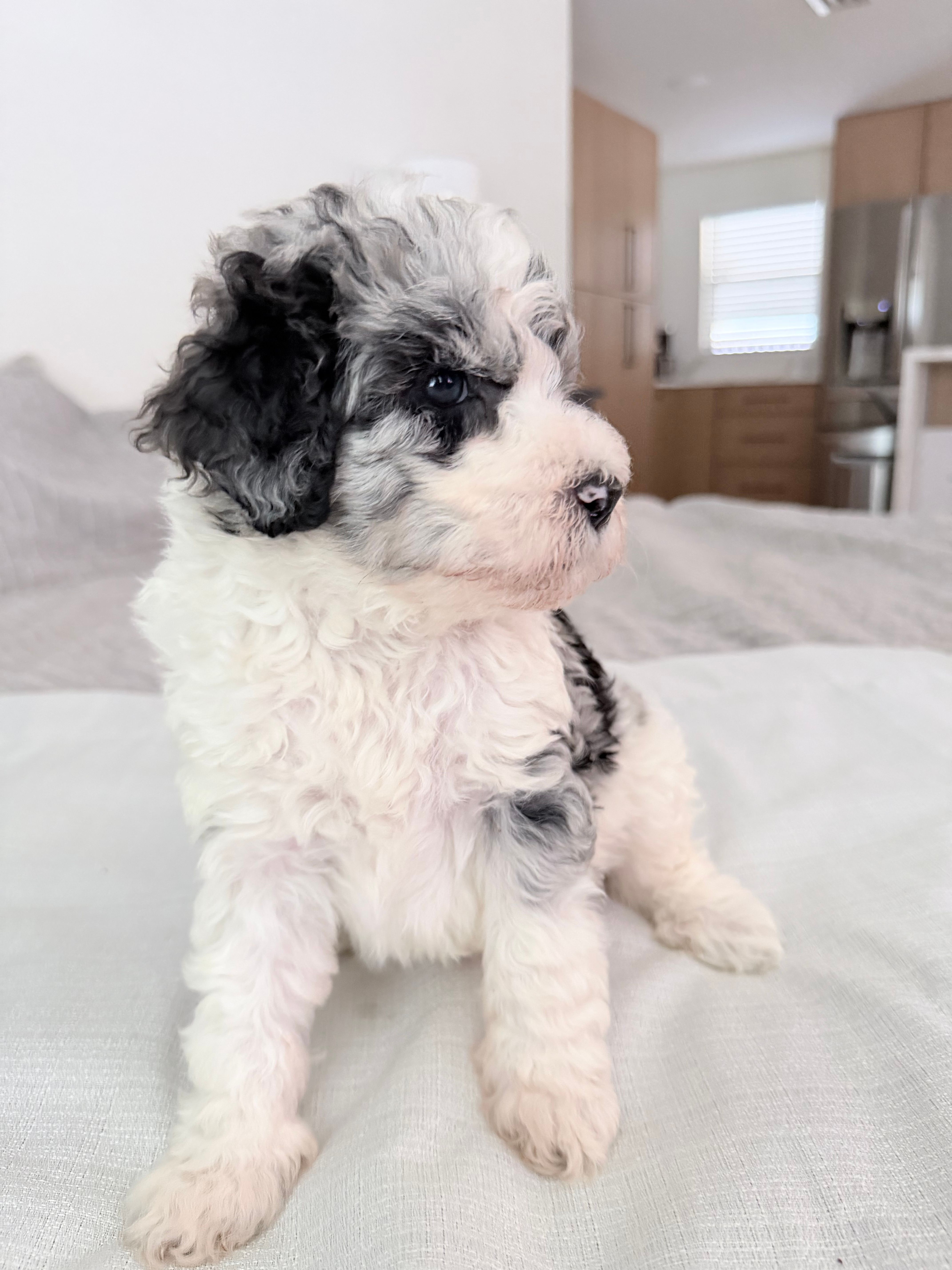 Goose – Poodle - Miniature  puppy for sale in San Antonio, FL