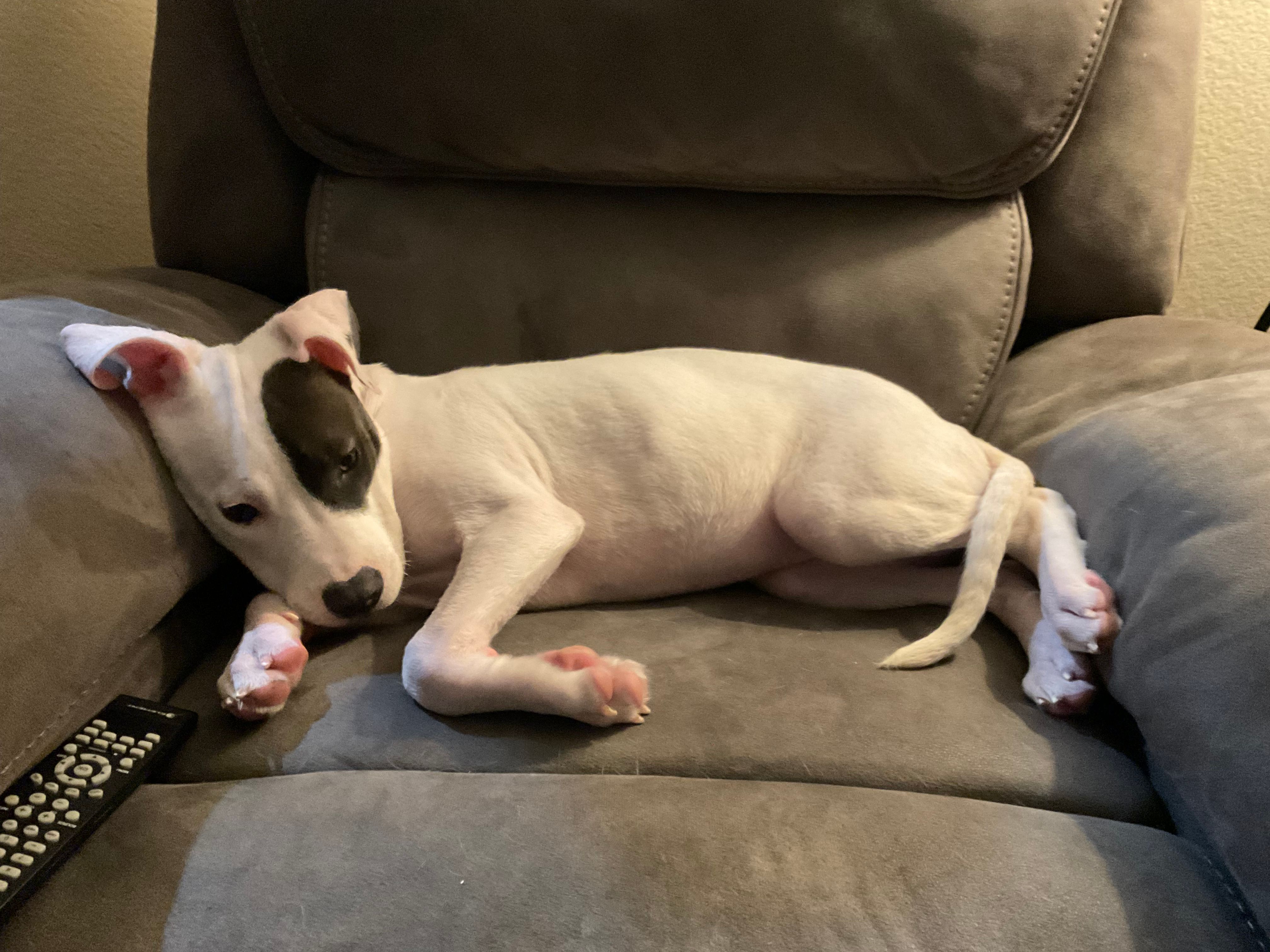 Poppy – American Pit Bull Terrier puppy for sale in Fort Worth, TX