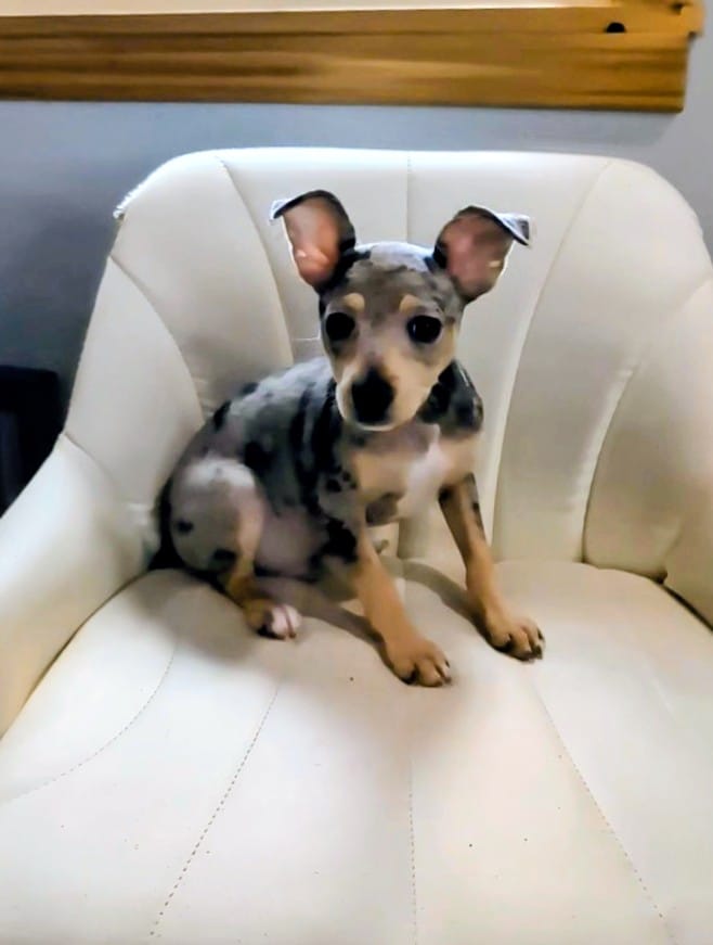 Harry  – Rat Terrier puppy for sale in Jerusalem, OH