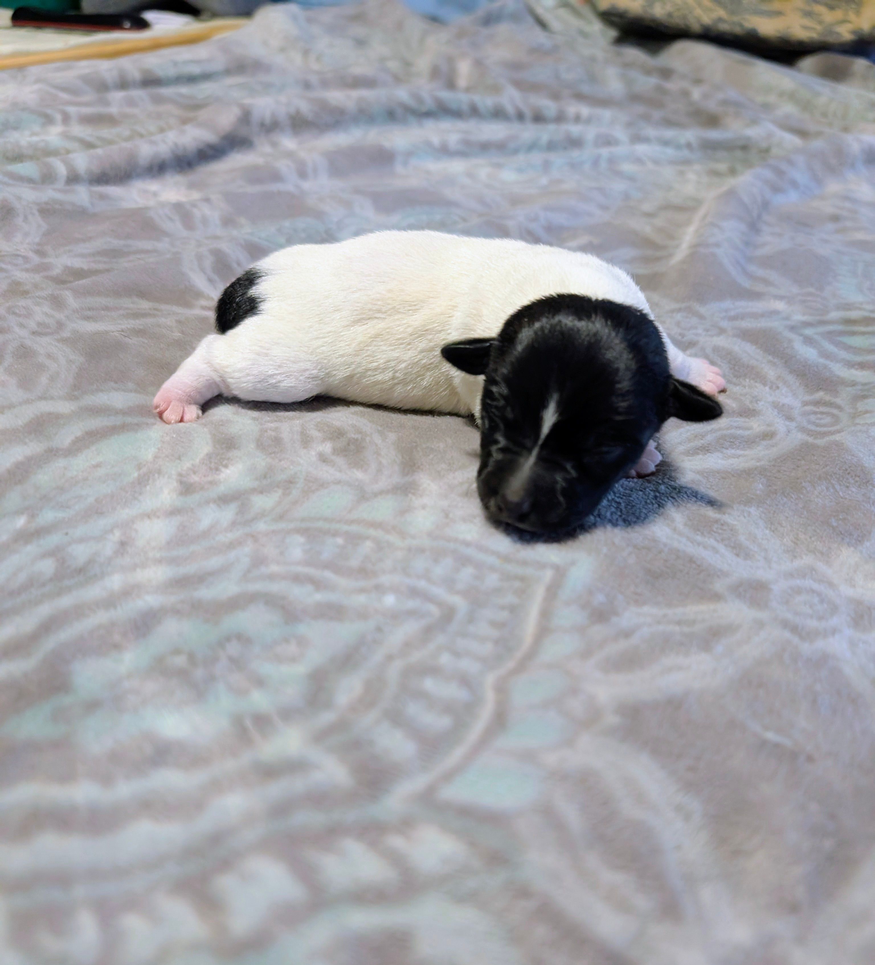 Les - TRT – Rat Terrier puppy for sale in Jerusalem, OH