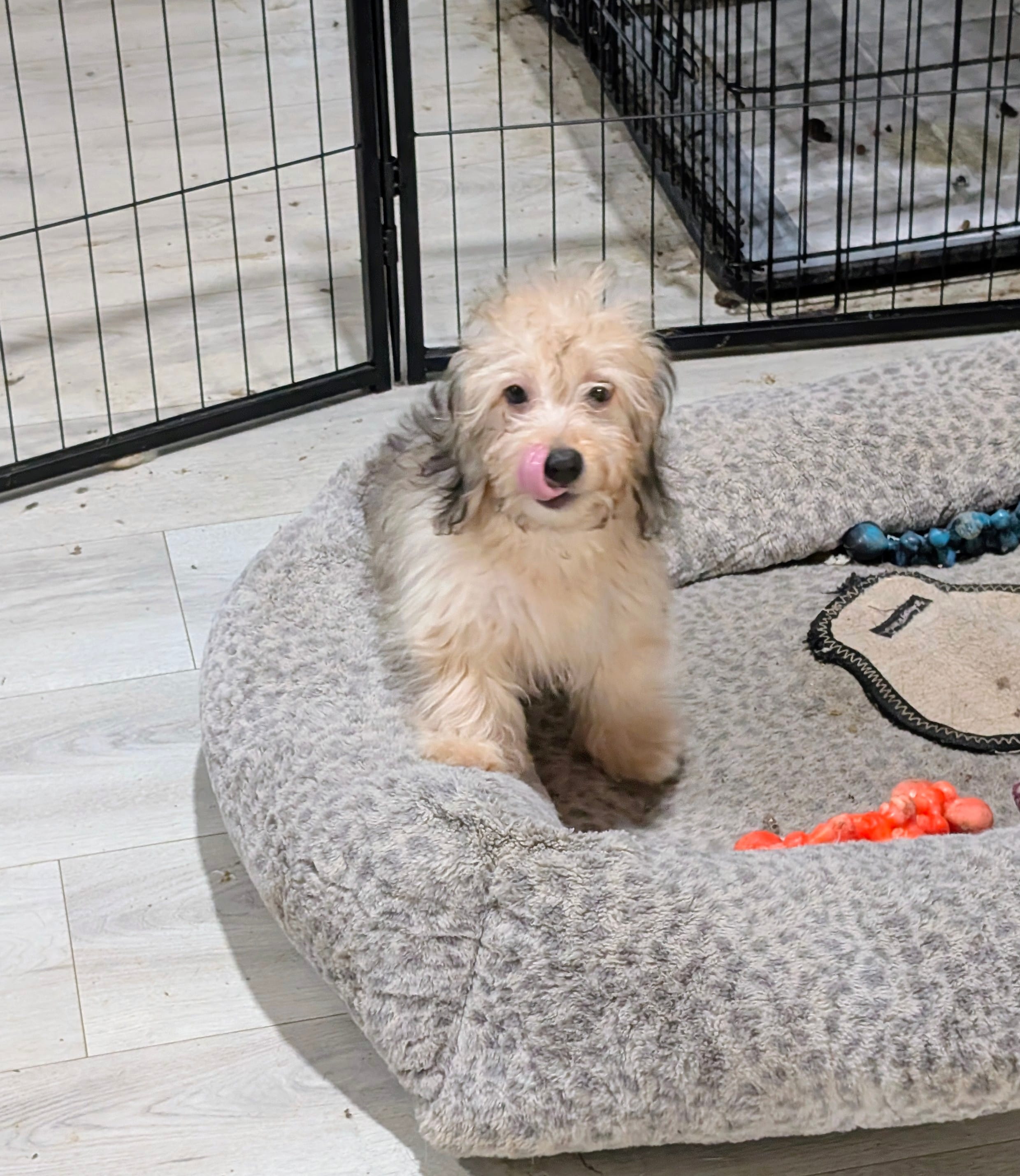 Steve – Chinese Crested, Miniature Dachshund puppy for sale in Jerusalem, OH