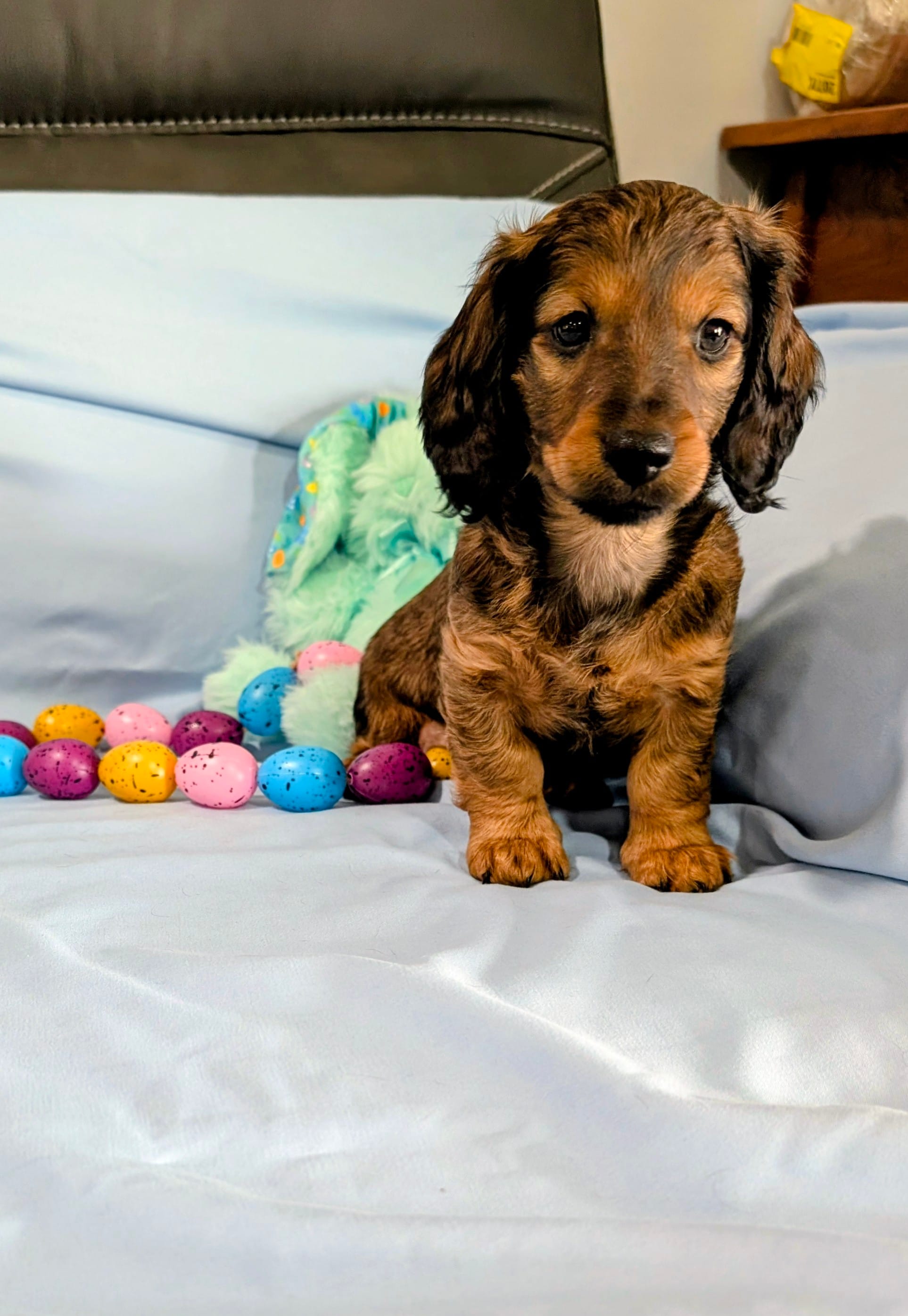 Edward  – Miniature Dachshund puppy for sale in Jerusalem, OH