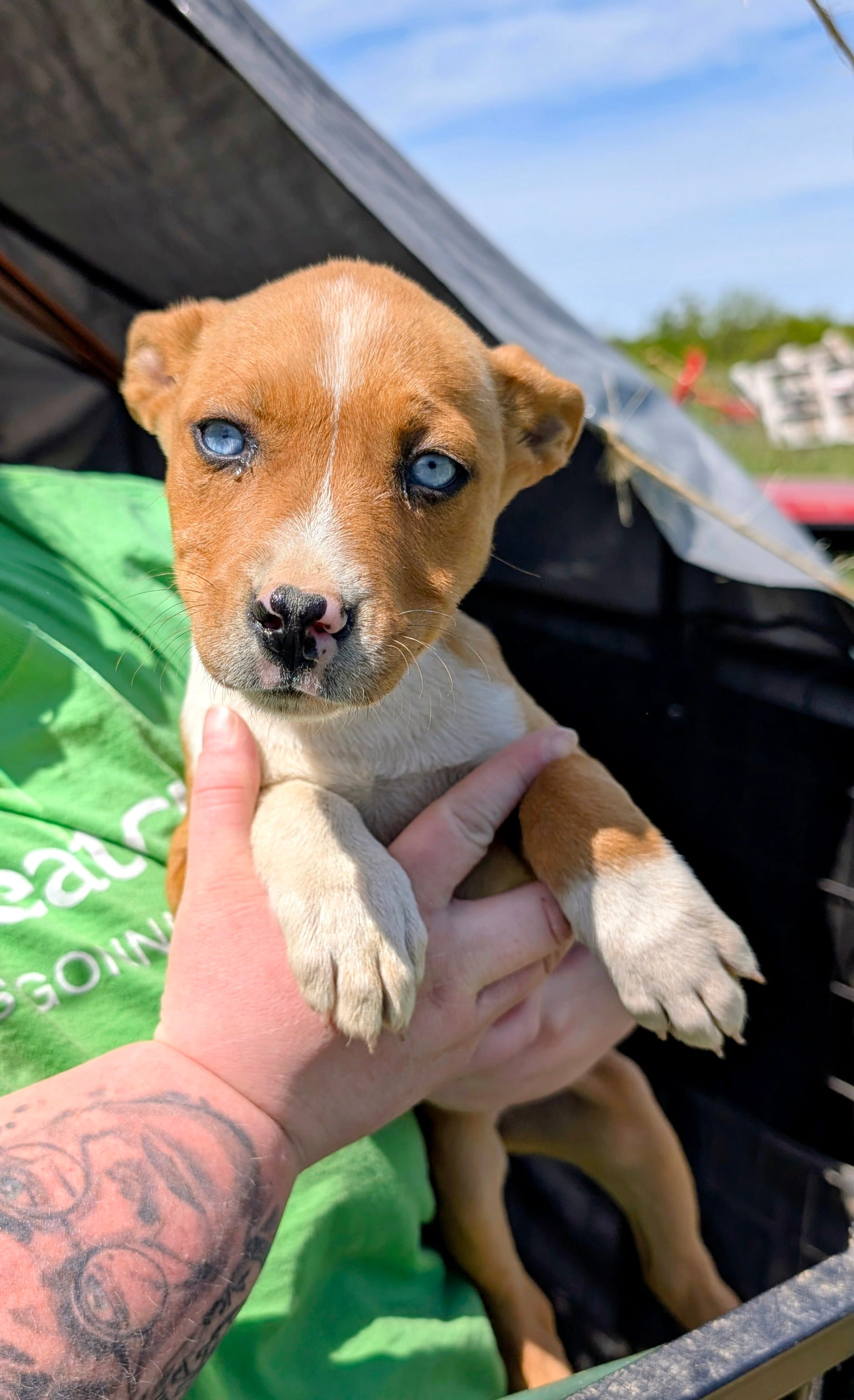 Esther – Siberian Husky, American Pit Bull Terrier puppy for sale in Jerusalem, OH
