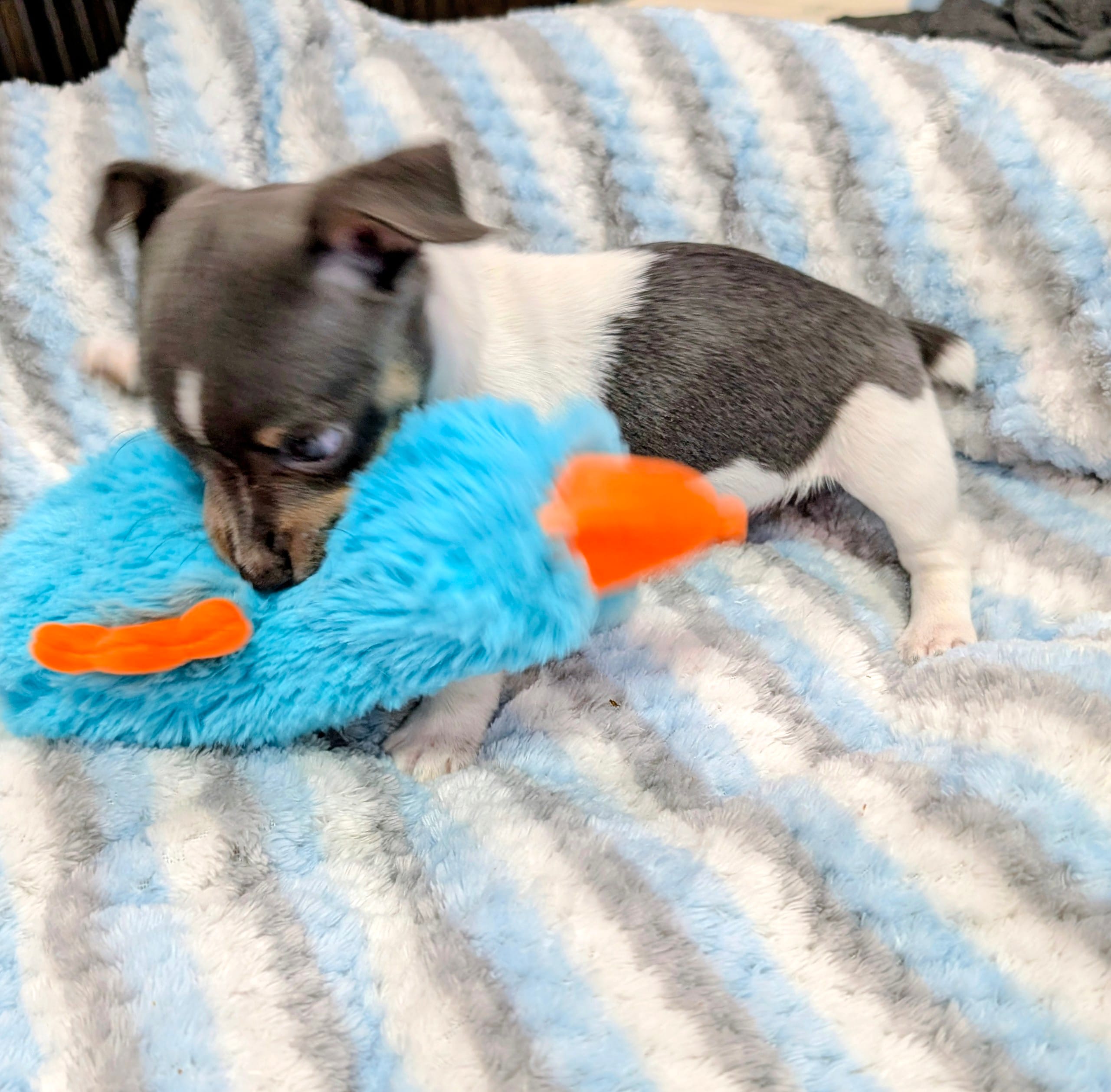 Peter-TRT – Rat Terrier puppy for sale in Jerusalem, OH