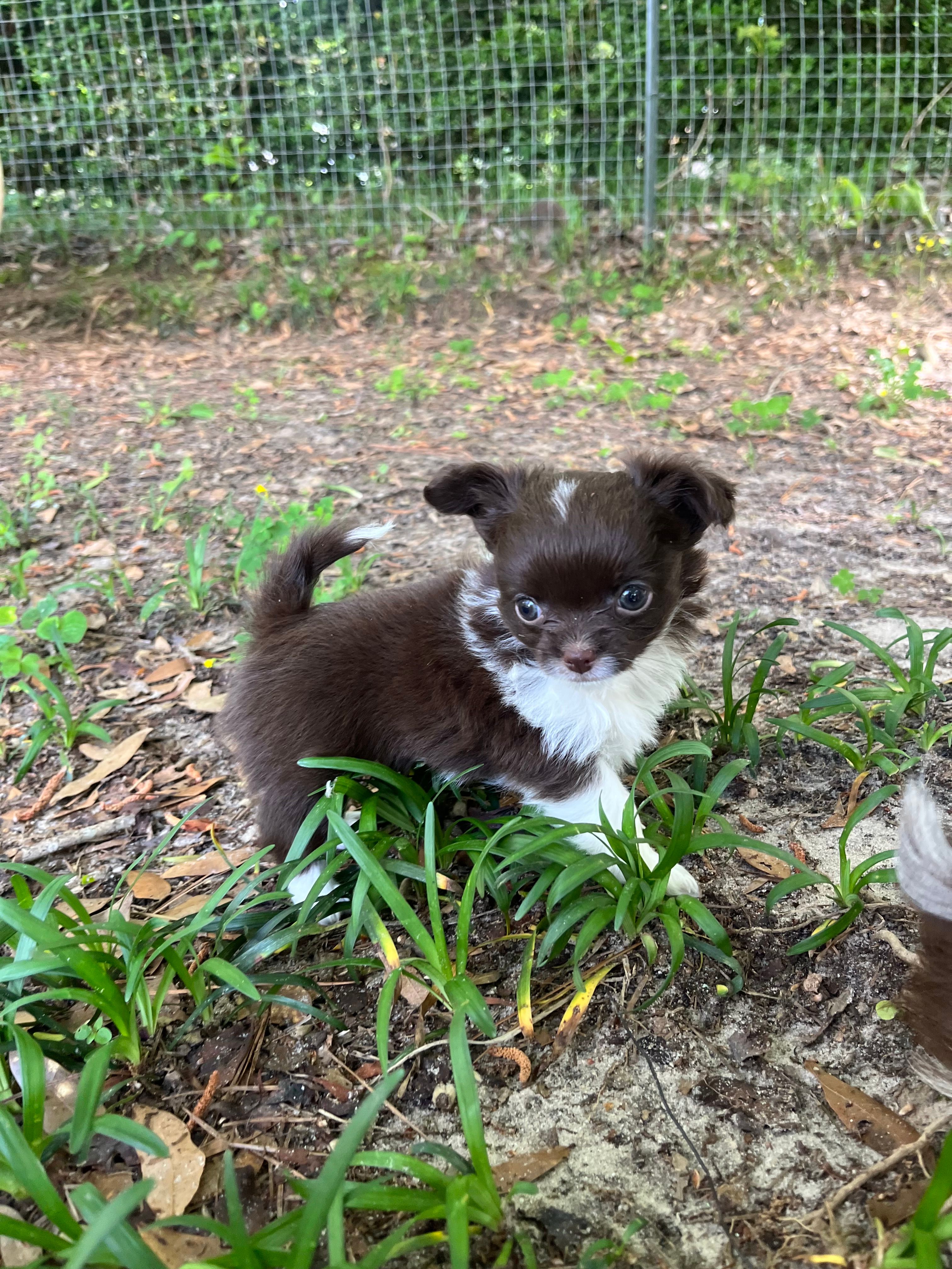 Taco – Chihuahua puppy for sale in Enterprise, AL