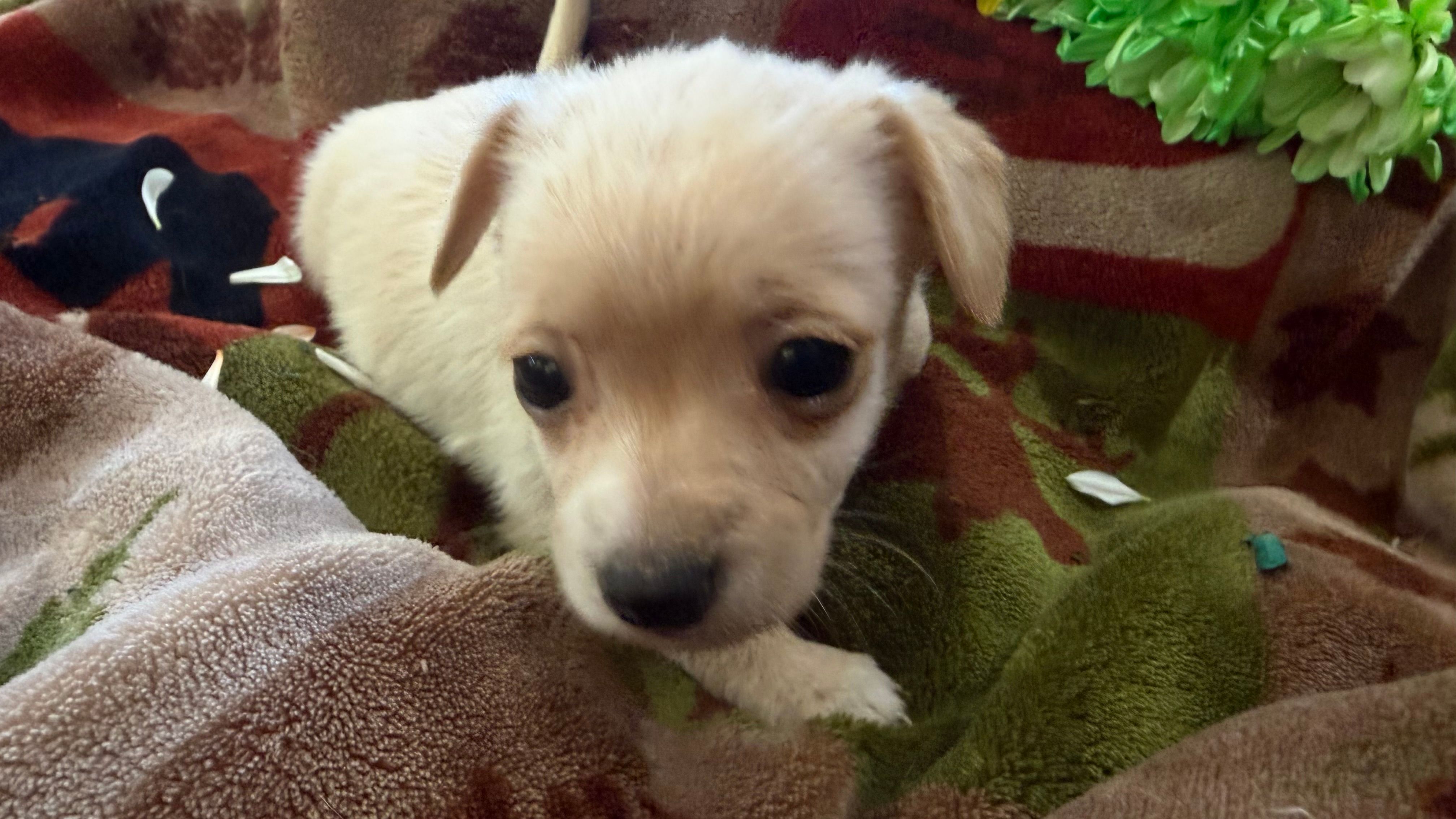 Lily – Miniature Dachshund puppy for sale in Oxford, MA