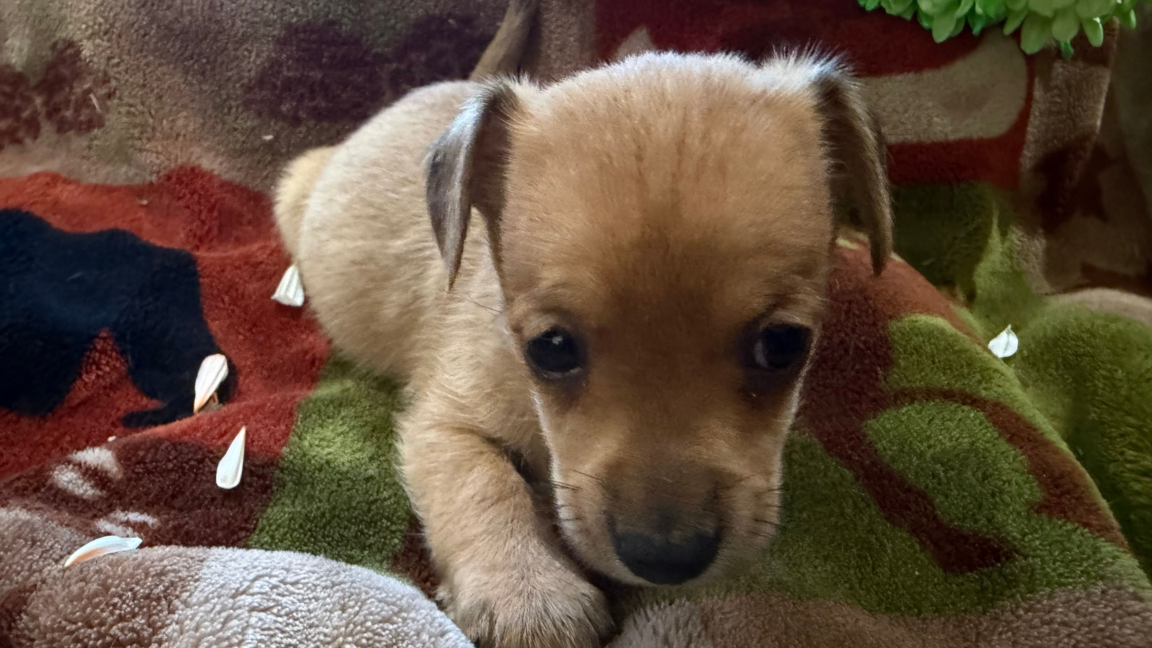 Cedar  – Miniature Dachshund puppy for sale in Oxford, MA
