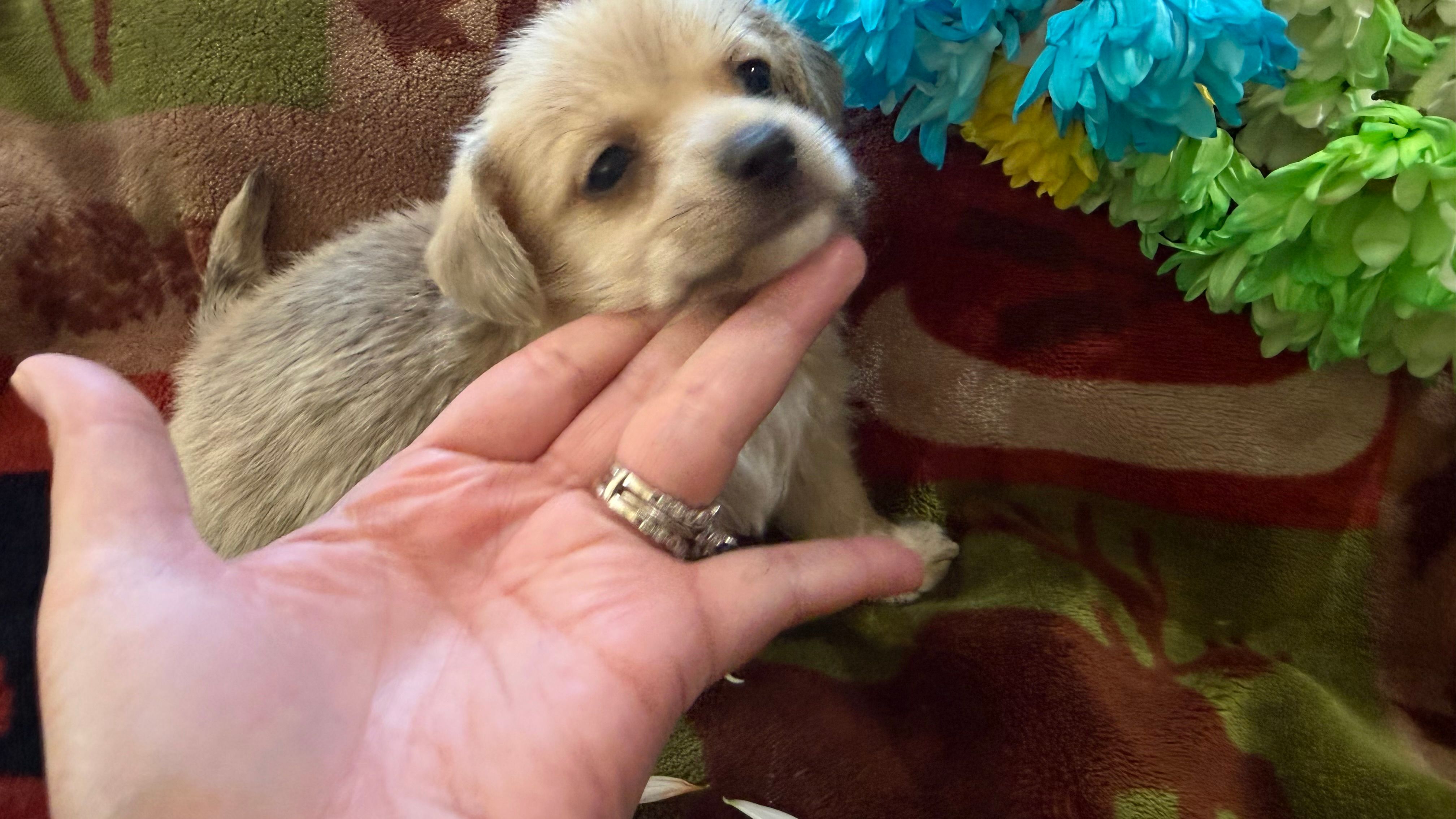 Miyagi  – Miniature Dachshund puppy for sale in Oxford, MA