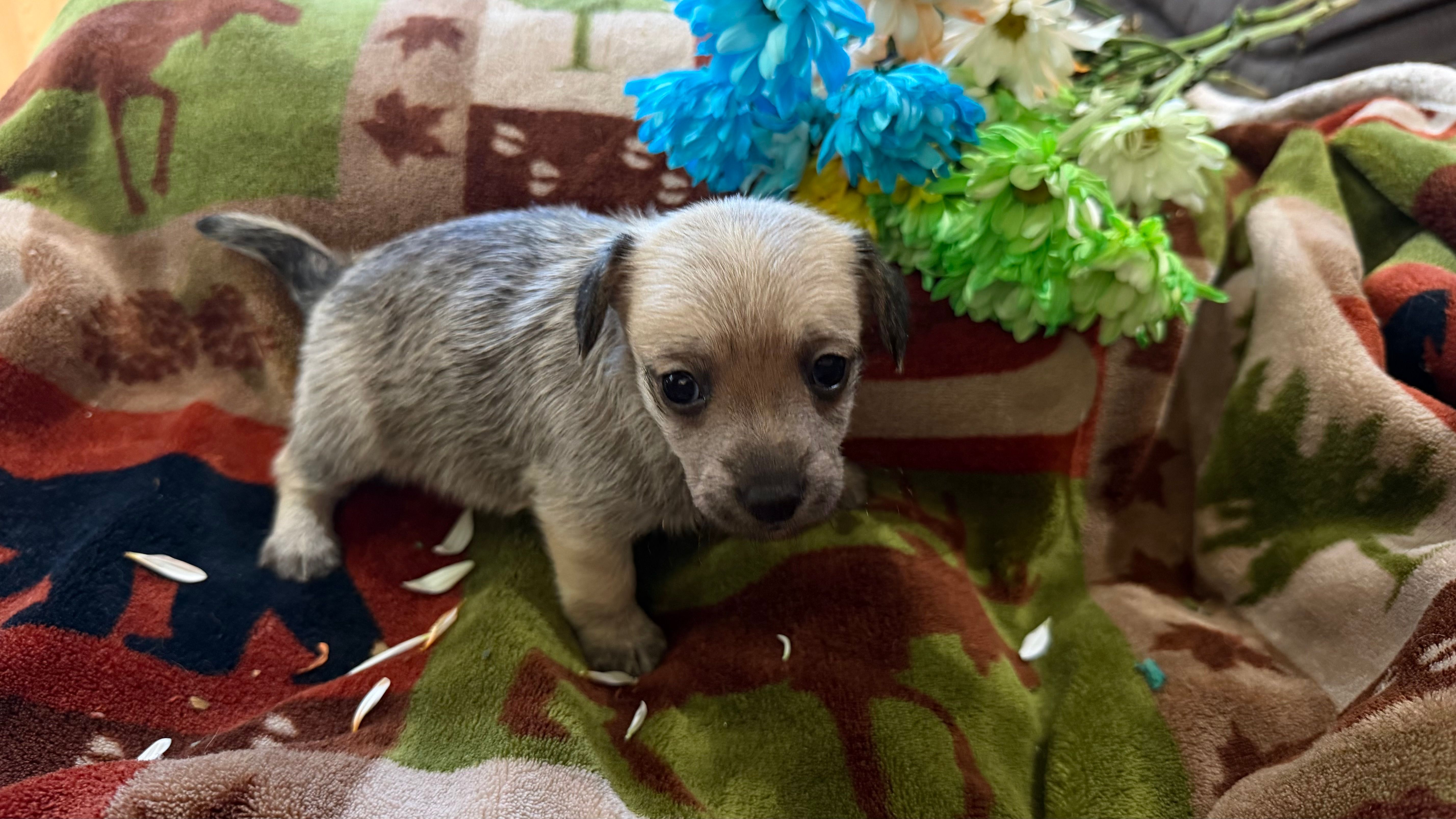 Hiker – Miniature Dachshund puppy for sale in Oxford, MA