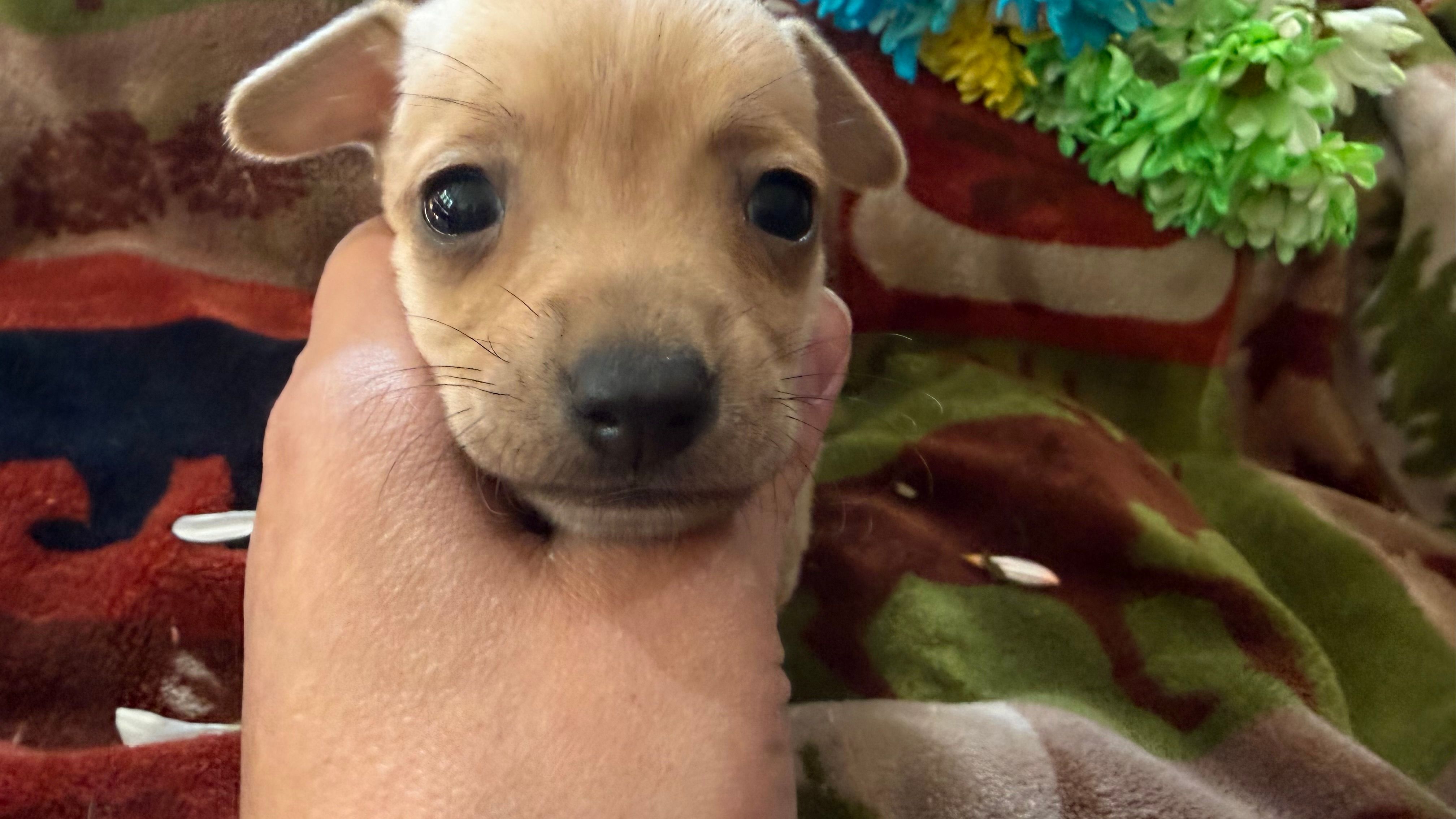 Acorn – Miniature Dachshund puppy for sale in Oxford, MA