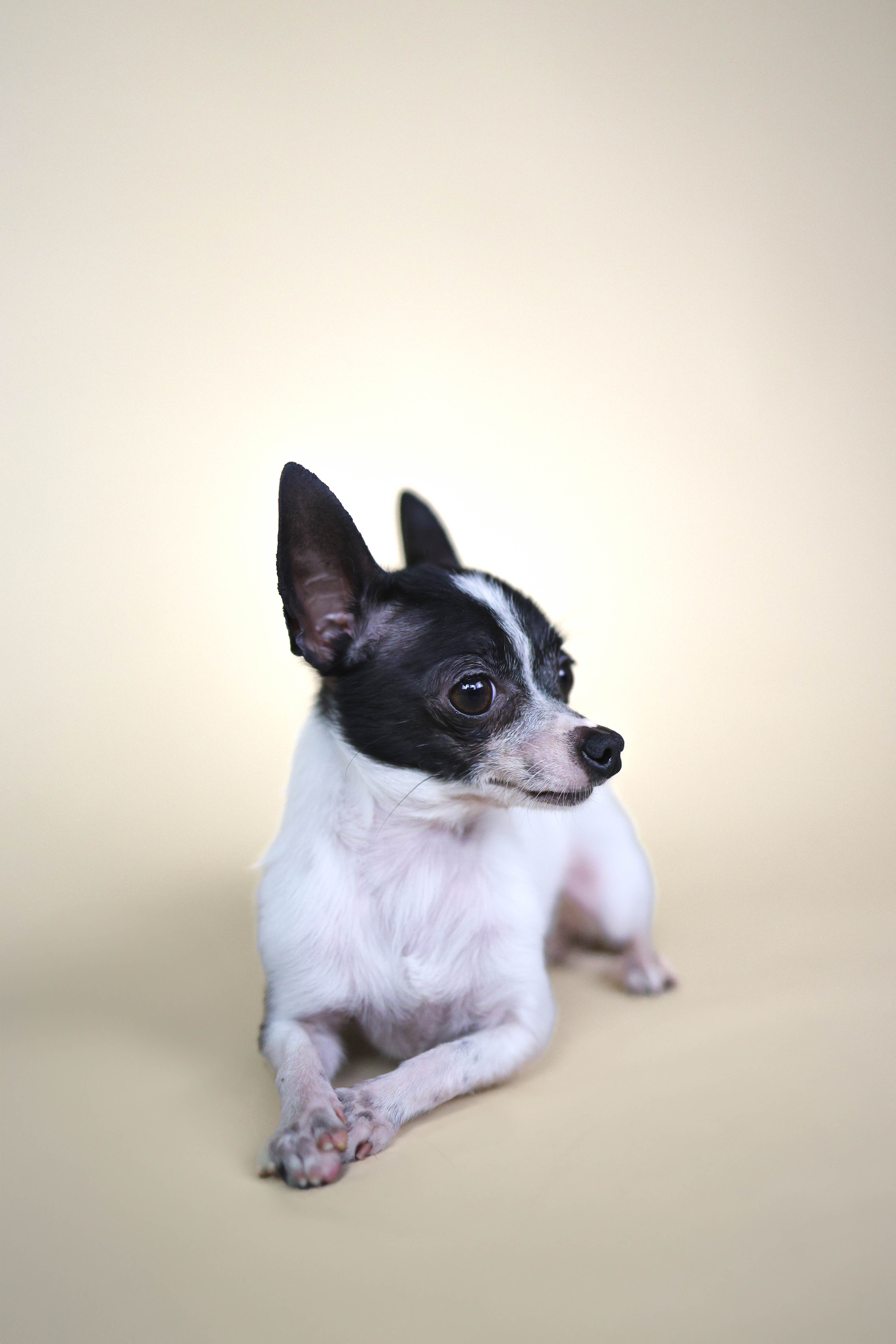 Rosco – Chihuahua puppy for sale in Bakersfield, CA