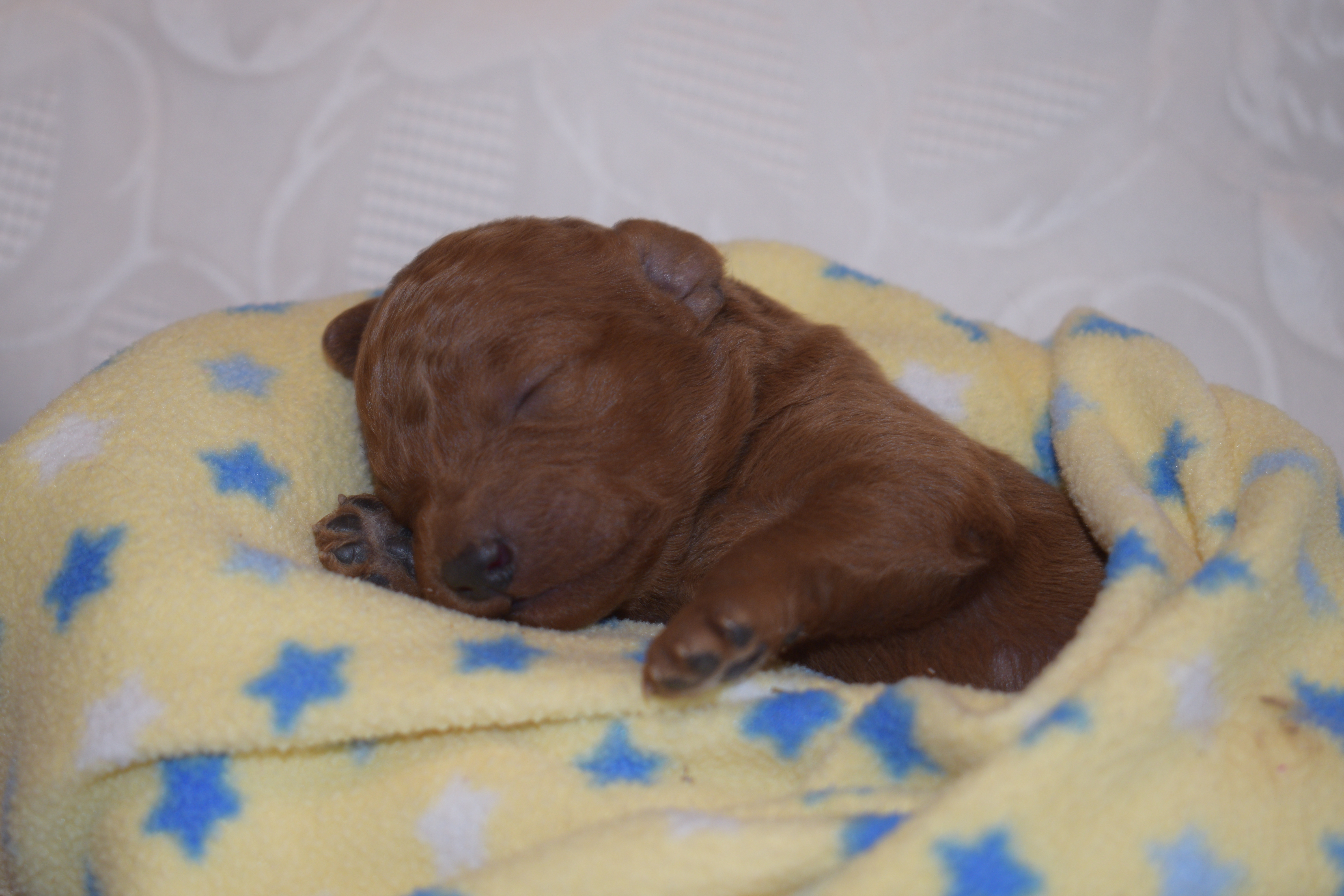 Percy – Miniature Goldendoodle puppy for sale in Harrison, AR