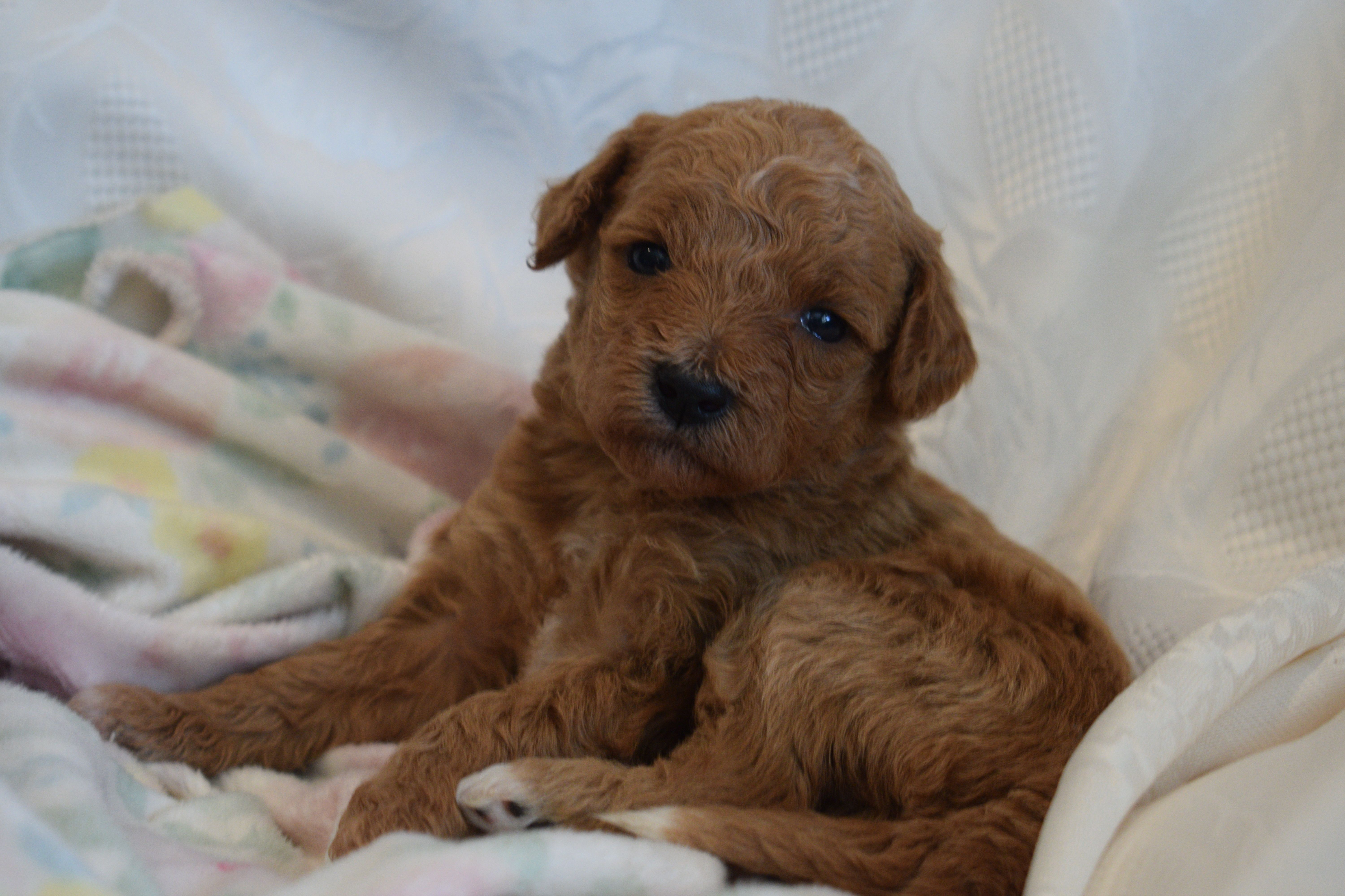 Poppy – Goldendoodle puppy for sale in Harrison, AR