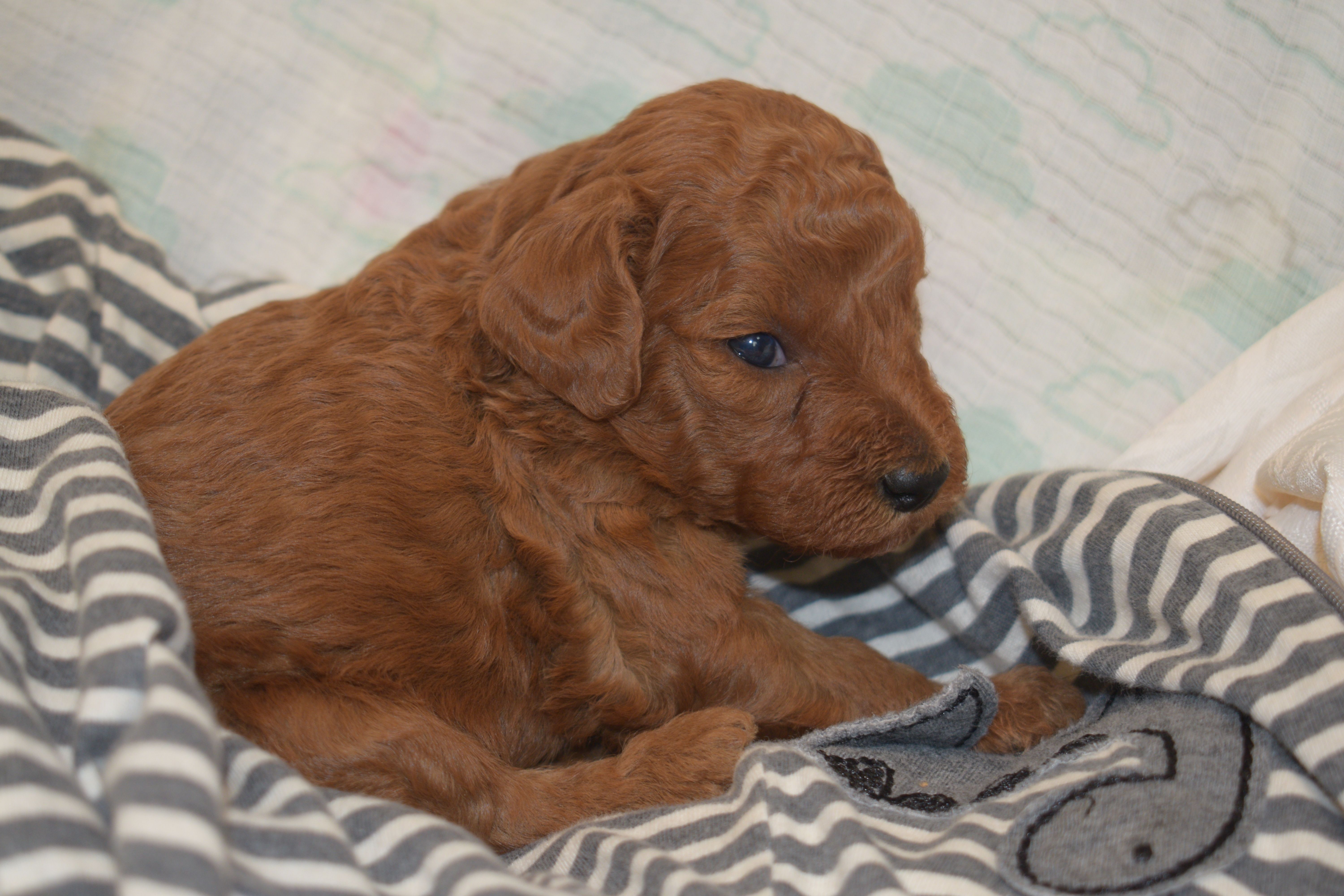 Peanut – Miniature Goldendoodle puppy for sale in Harrison, AR