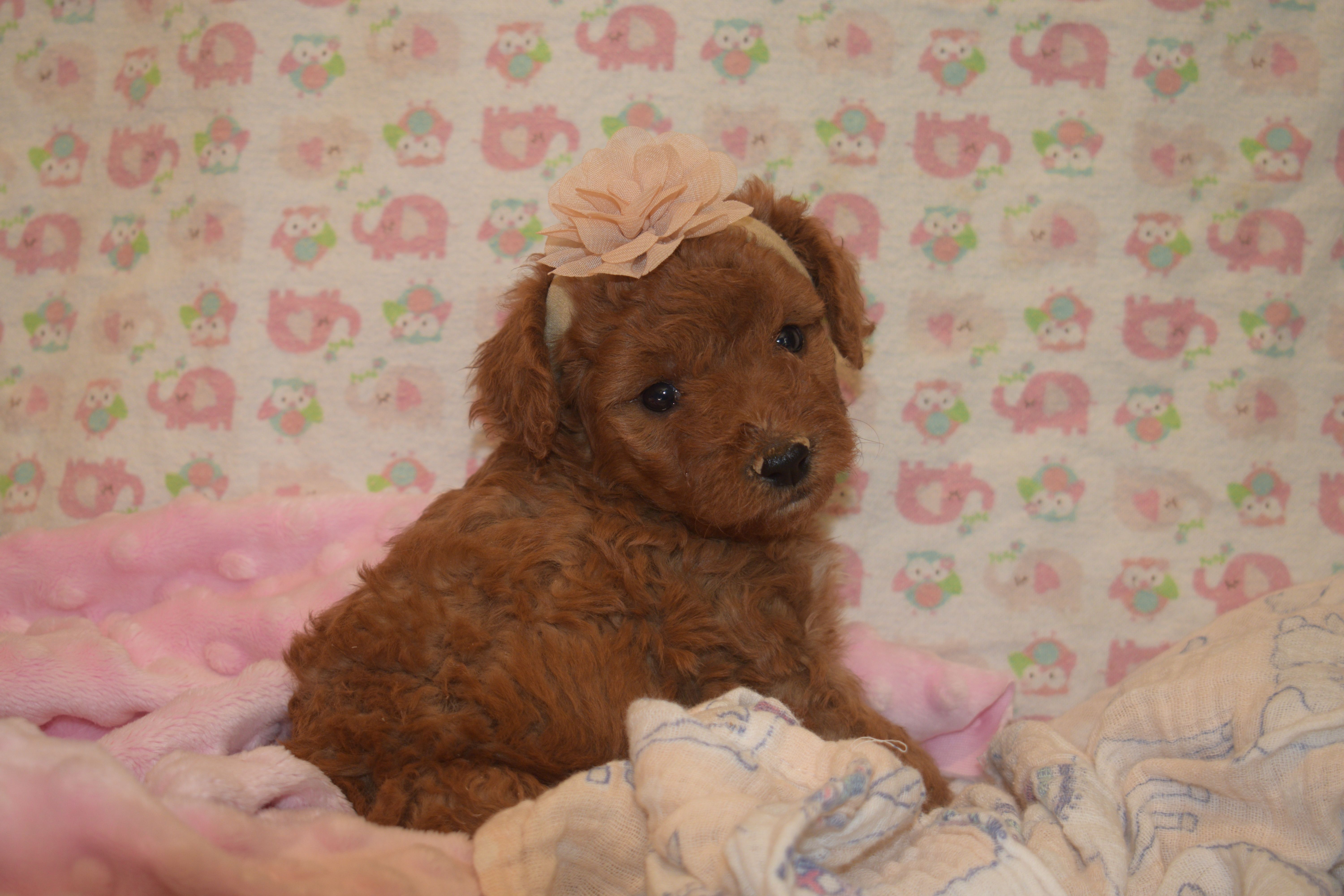 Olivia – Miniature Goldendoodle puppy for sale in Harrison, AR