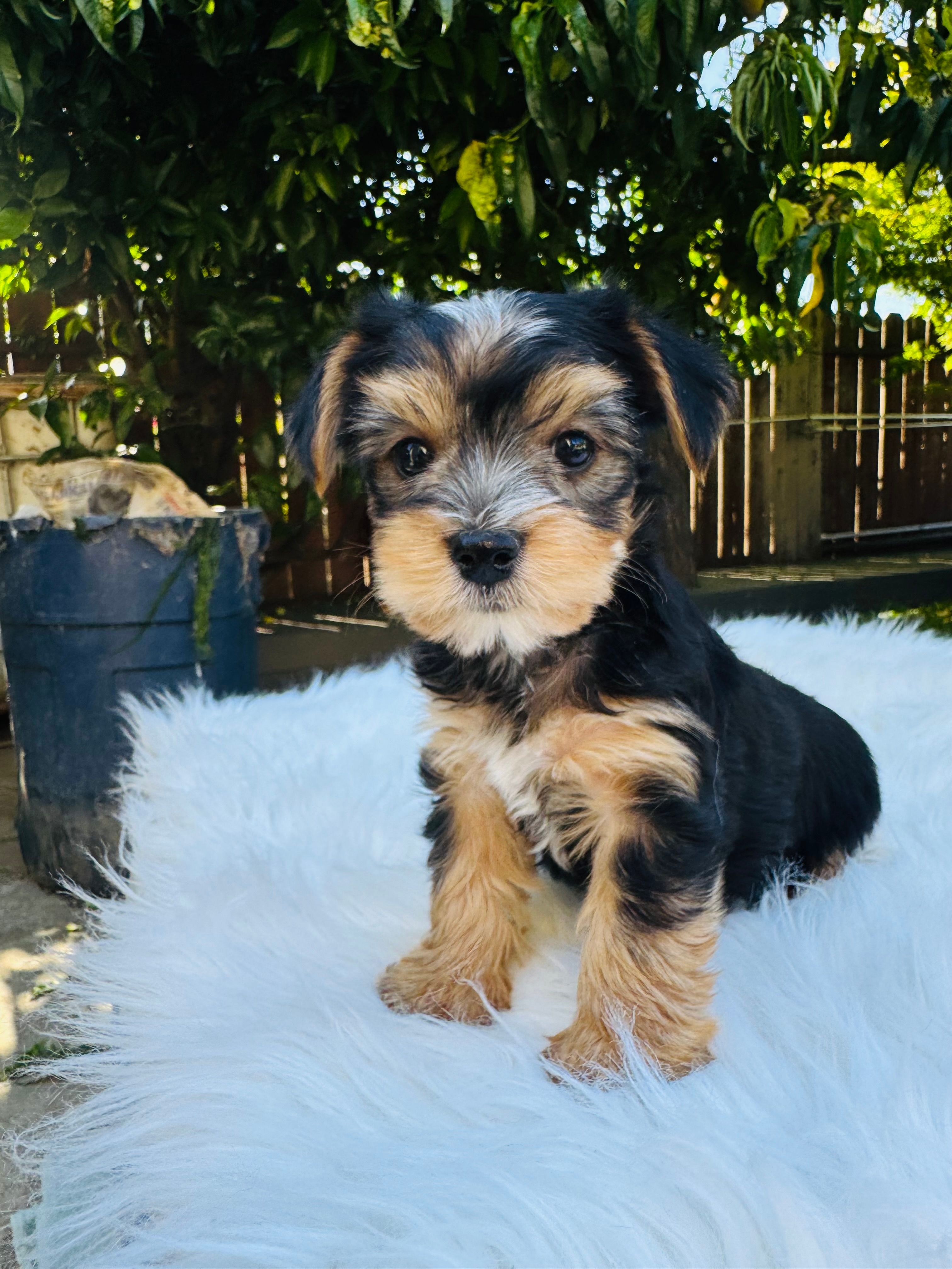 Tom – Yorkshire Terrier puppy for sale in Union City, CA