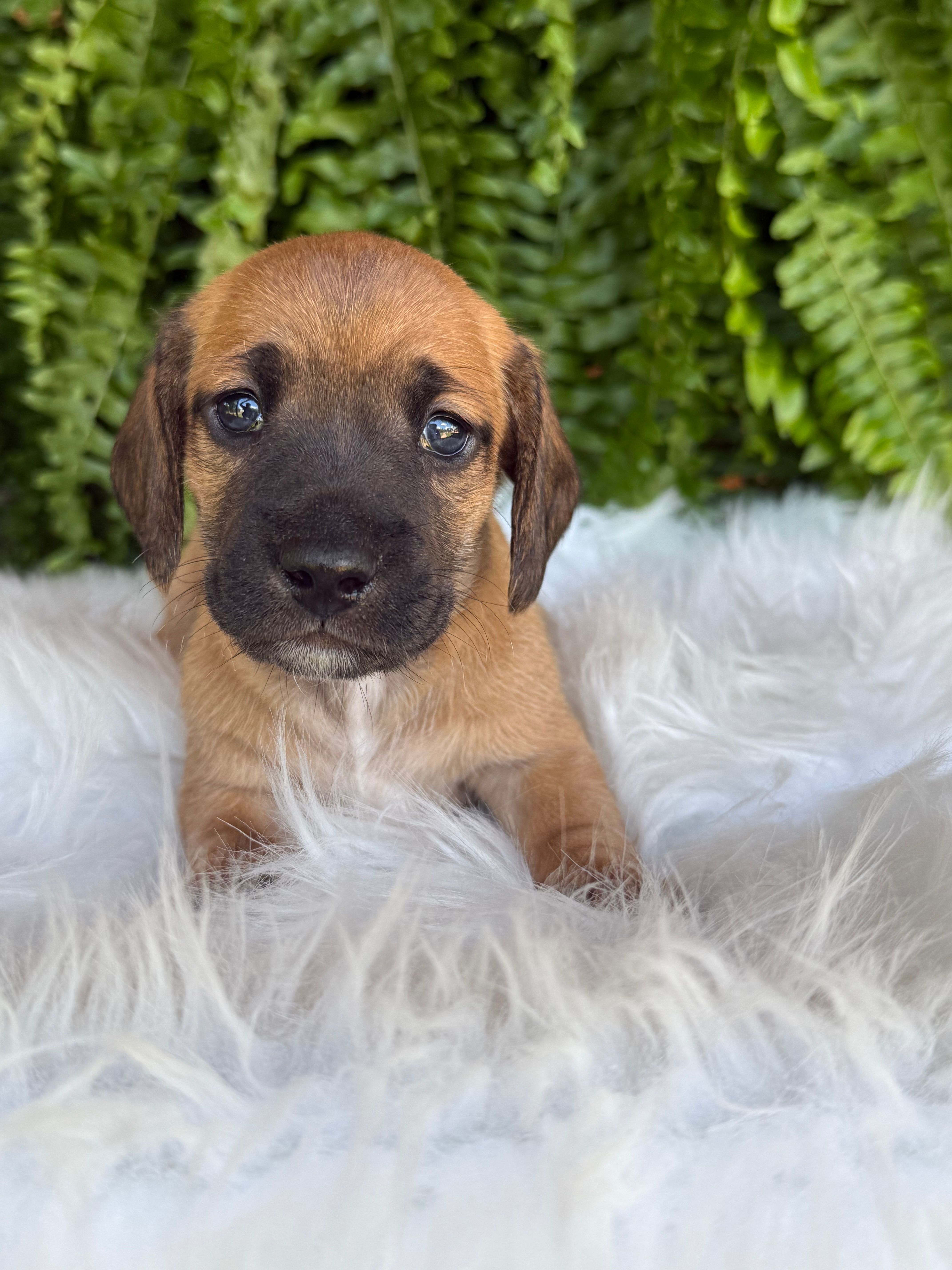 Pistol – Miniature Dachshund puppy for sale in Forsyth, GA