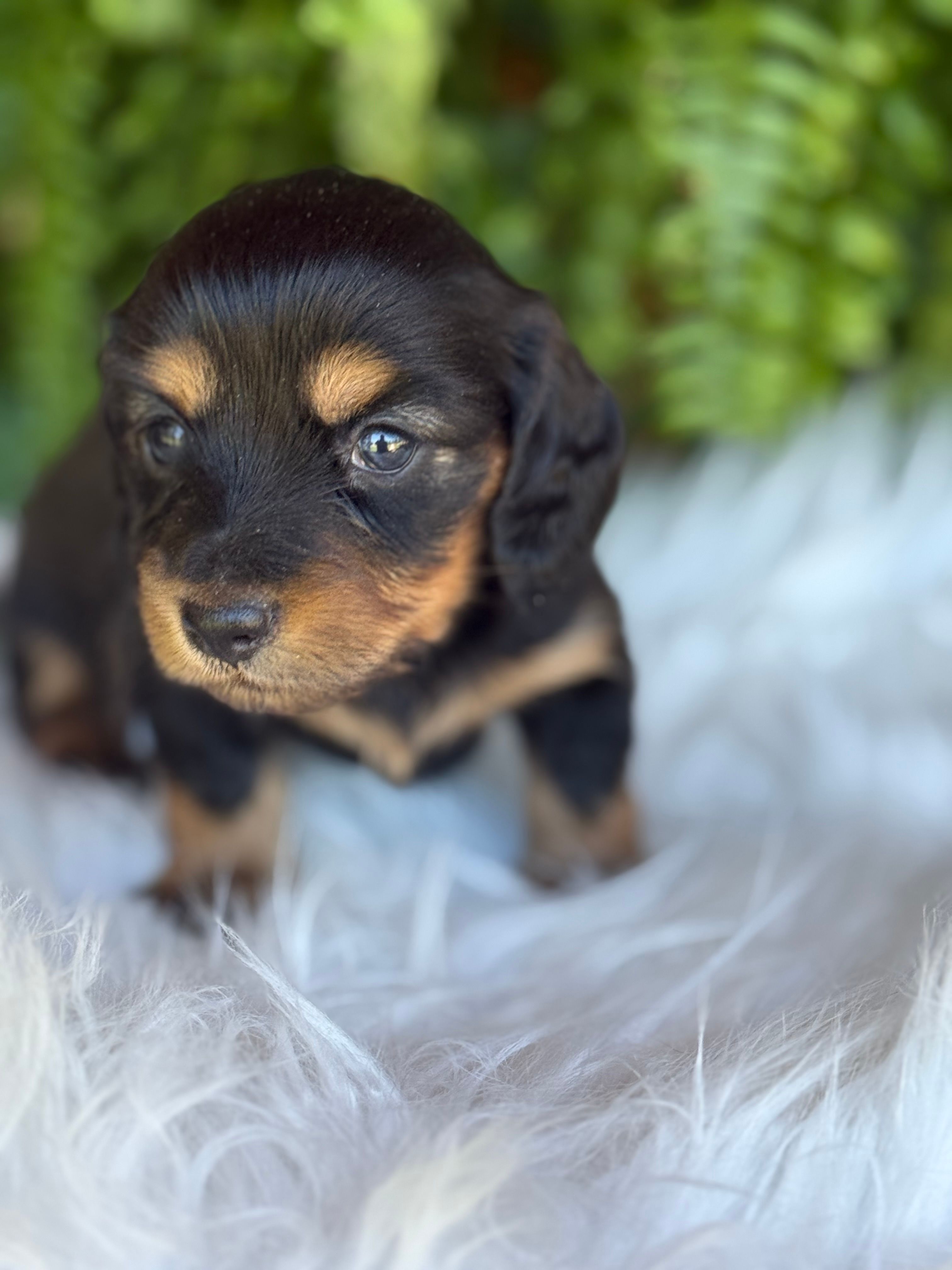 Buttercup – Miniature Dachshund puppy for sale in Forsyth, GA