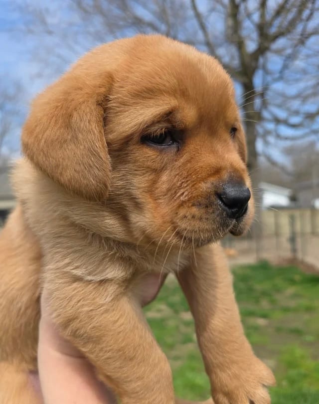 Chester – Labrador Retriever puppy for sale in Los Angeles, CA