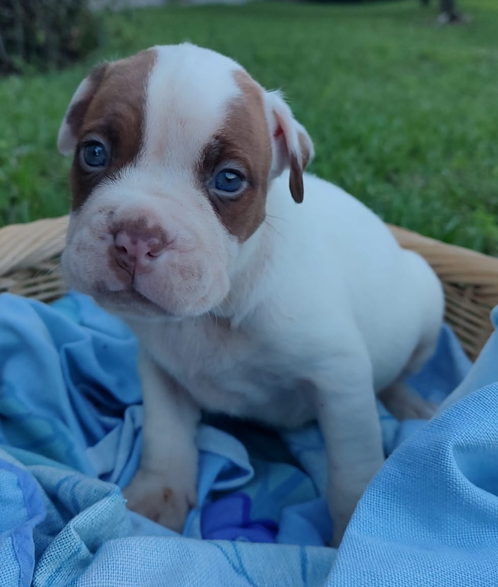 Jack – American Bully, Cane Corso puppy for sale in Woodville, TX