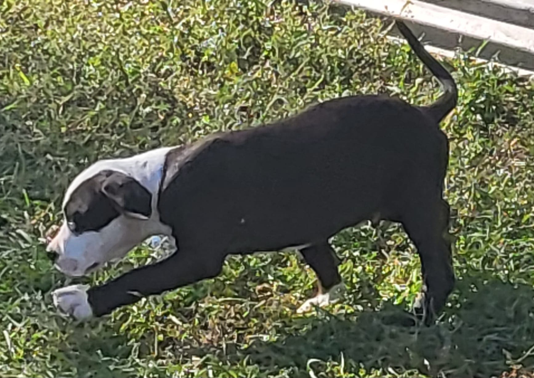 Bosco – Dogo Argentino, Cane Corso puppy for sale in Woodville, TX
