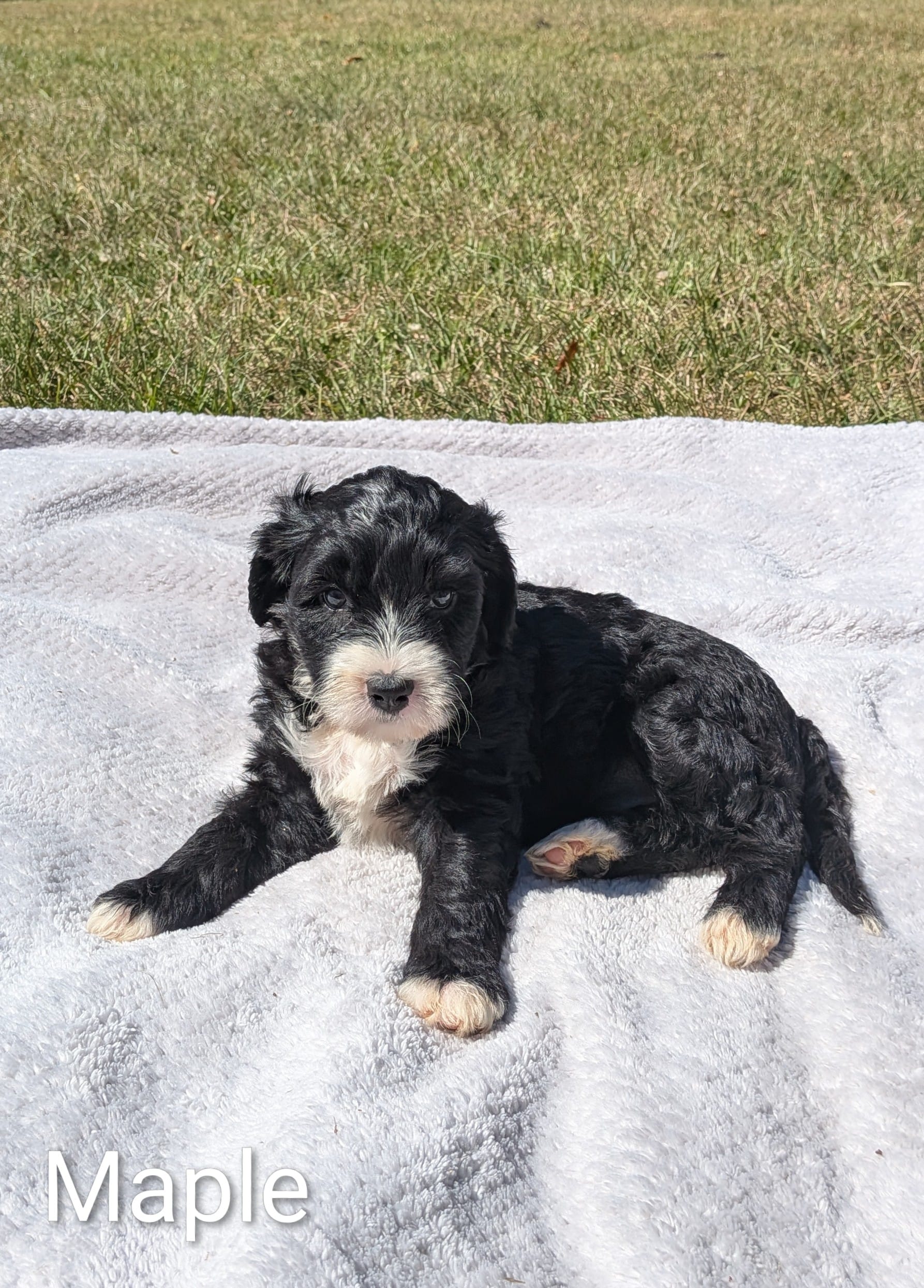 Maple – Bernese Mountain Dog, Portuguese Water Dog puppy for sale in Tryon, NC