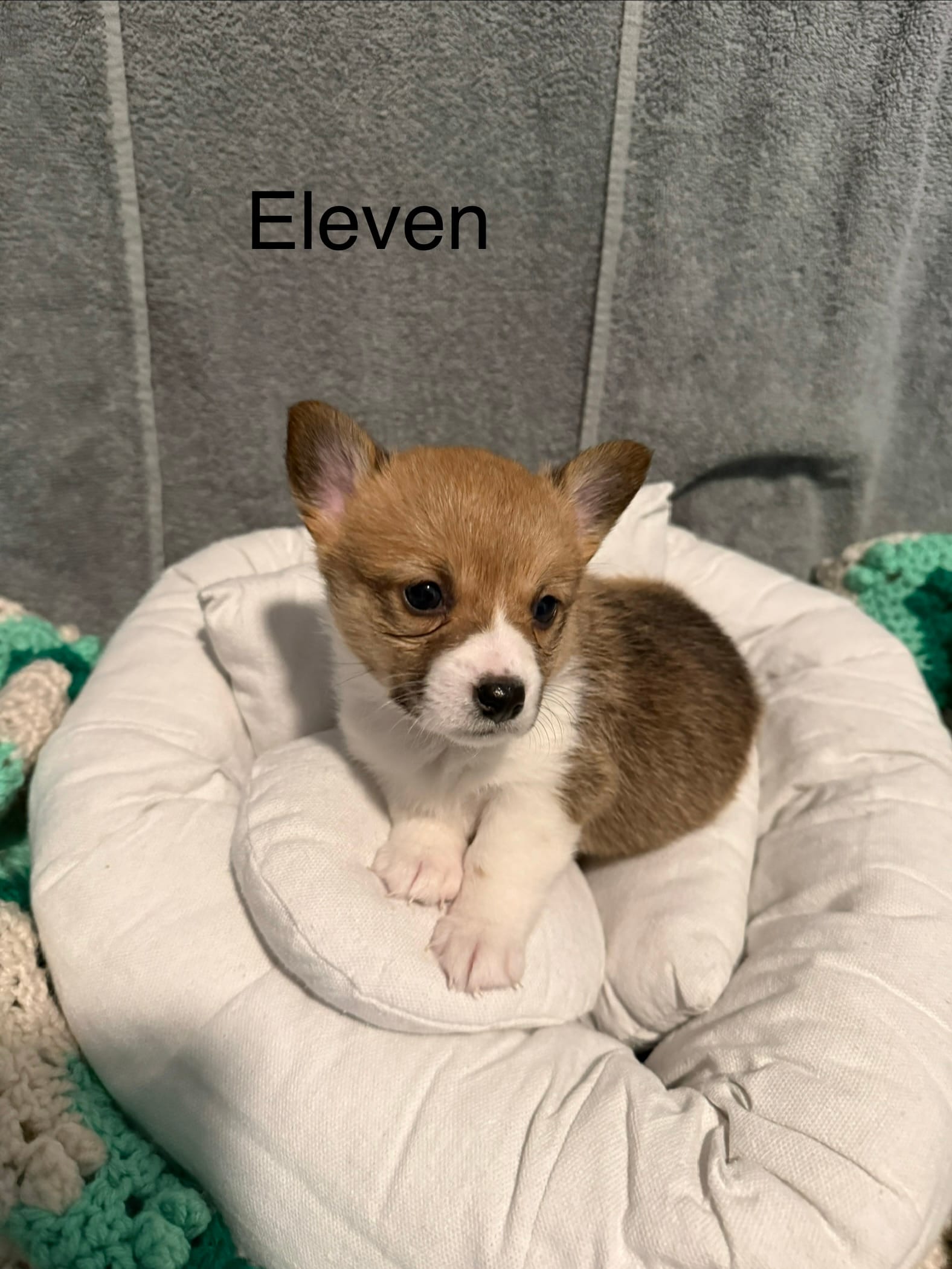 Eleven – Pembroke Welsh Corgi puppy for sale in Toano, VA