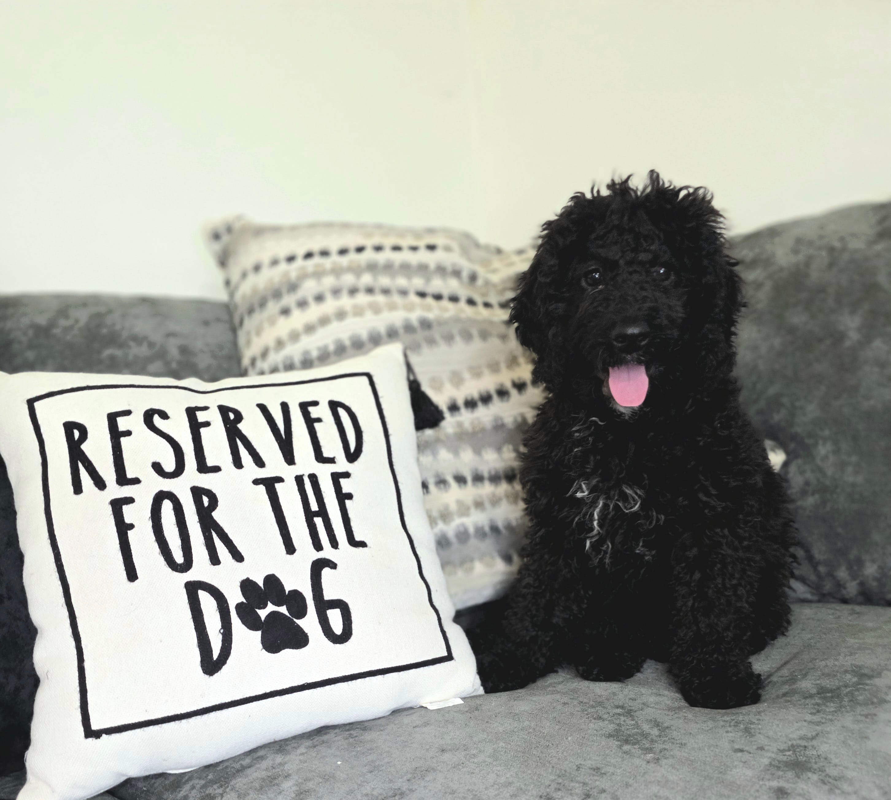 Black female  – Miniature Goldendoodle puppy for sale in Hinsdale, NH