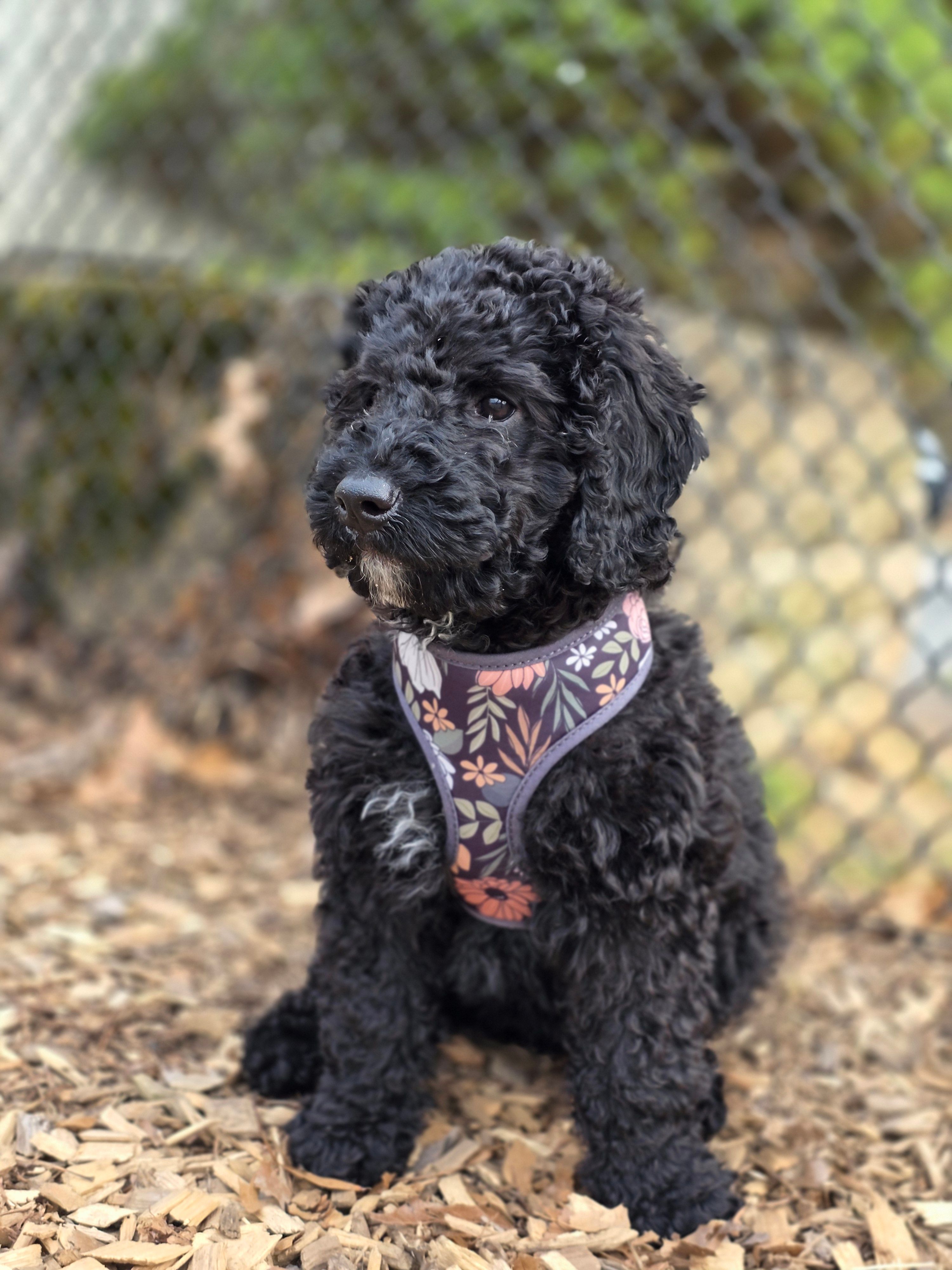 Black female  – Miniature Goldendoodle puppy for sale in Hinsdale, NH