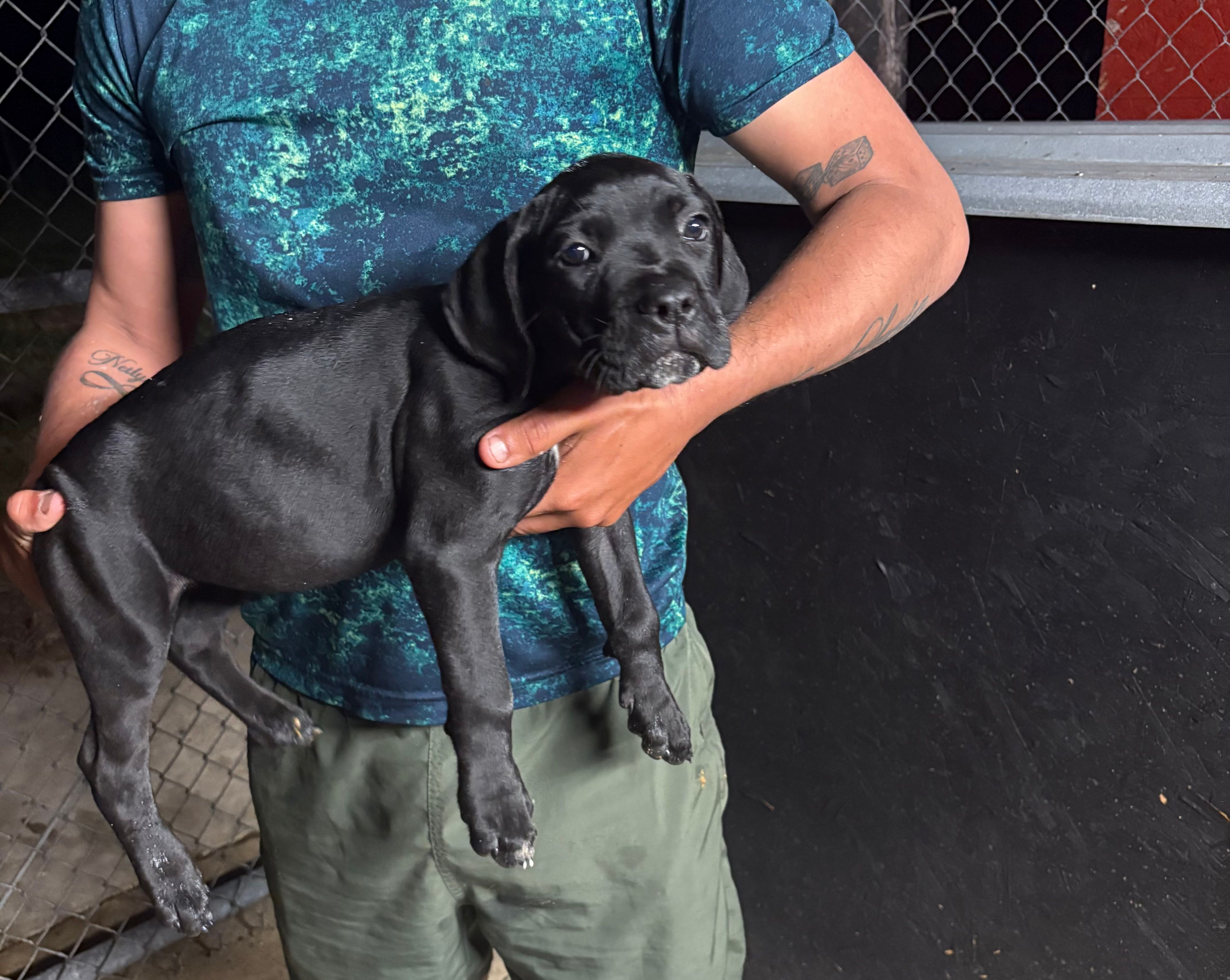 Cane Corso – Cane Corso puppy for sale in Okeechobee, FL