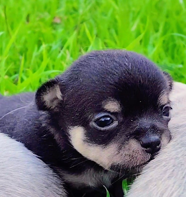 Tiny Snickers – Chihuahua puppy for sale in Weatherford, TX