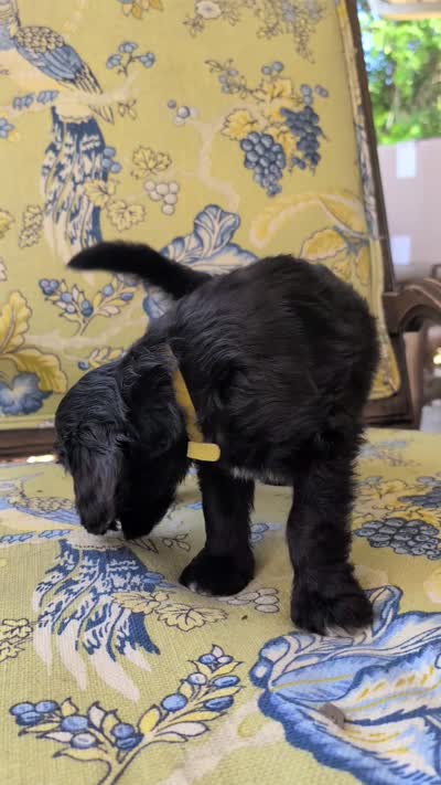 Golden Boy aka Scout, a male Bernedoodle for sale in Sherman, TX – 2 of 10