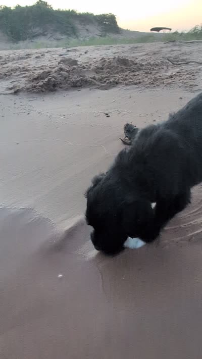 Jacqui, a female Bernedoodle for sale in Sherman, TX – 2 of 9