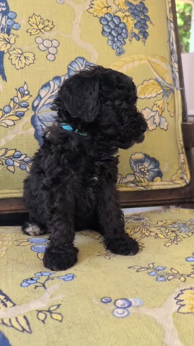 Lil' Blue, a male Bernedoodle for sale in Sherman, TX – 2 of 5