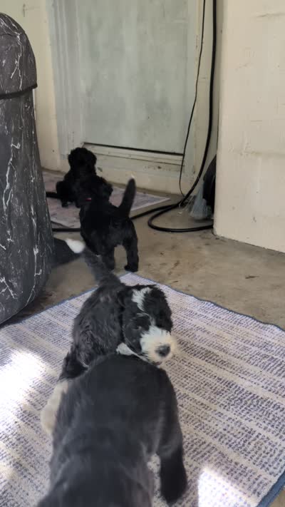 Squiggle, a male Bernedoodle for sale in Pottsboro, TX – 2 of 10