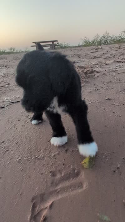 Jacqui, a female Bernedoodle for sale in Sherman, TX – 4 of 9