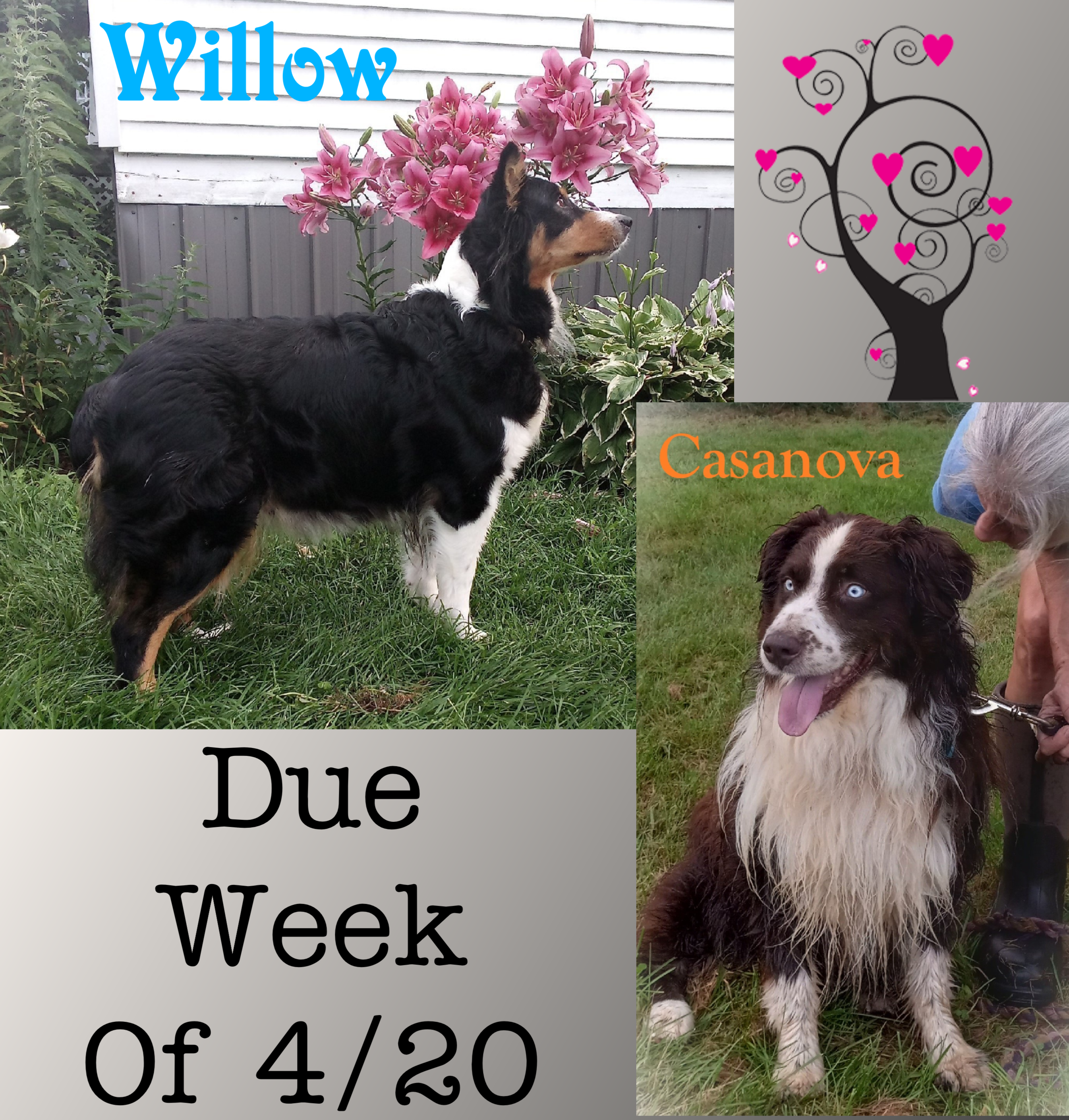 AKC Puppies – Australian Shepherd puppy for sale in Constable, NY