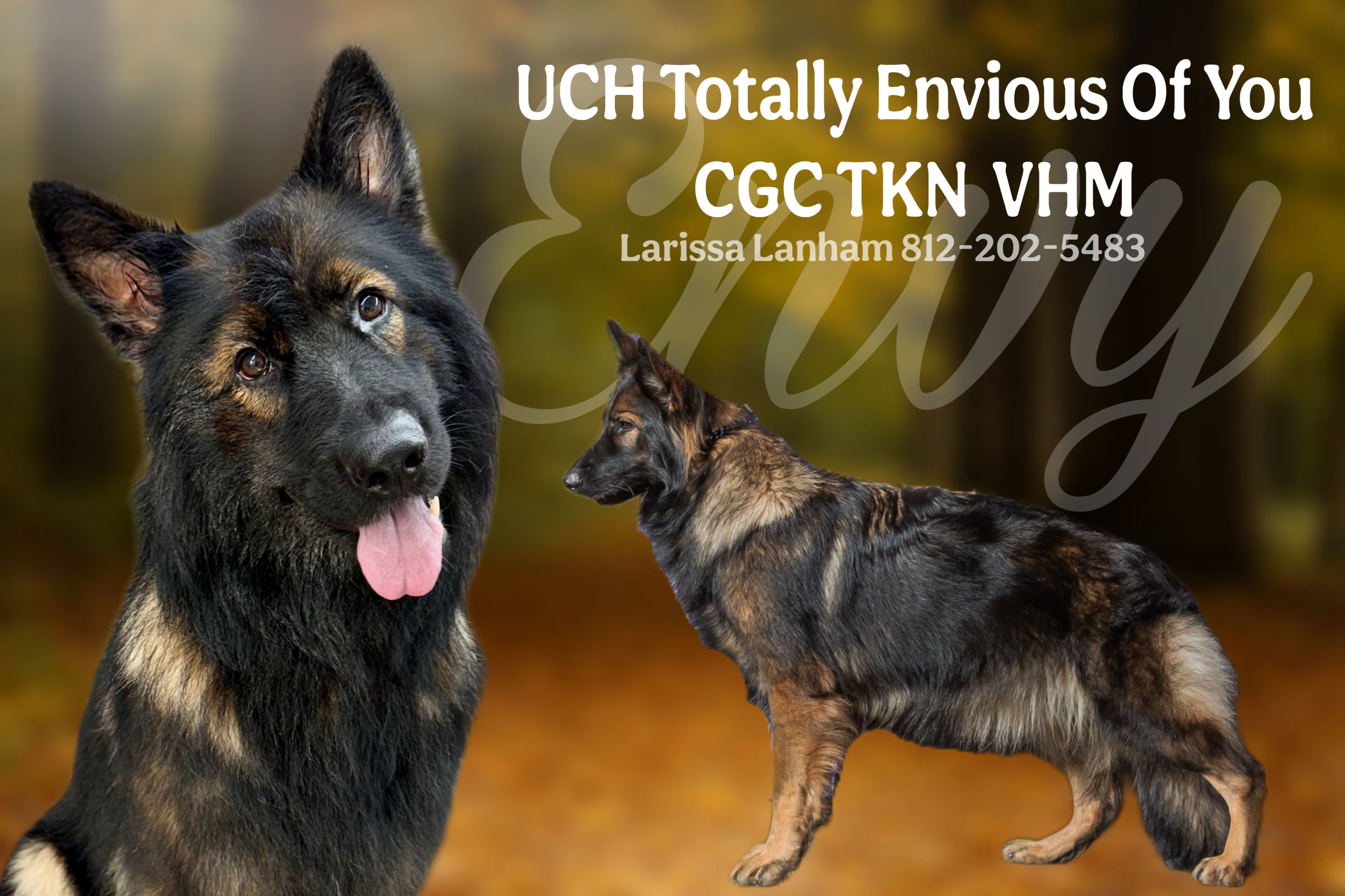 Envy – German Shepherd Dog puppy for sale in Boonville, IN