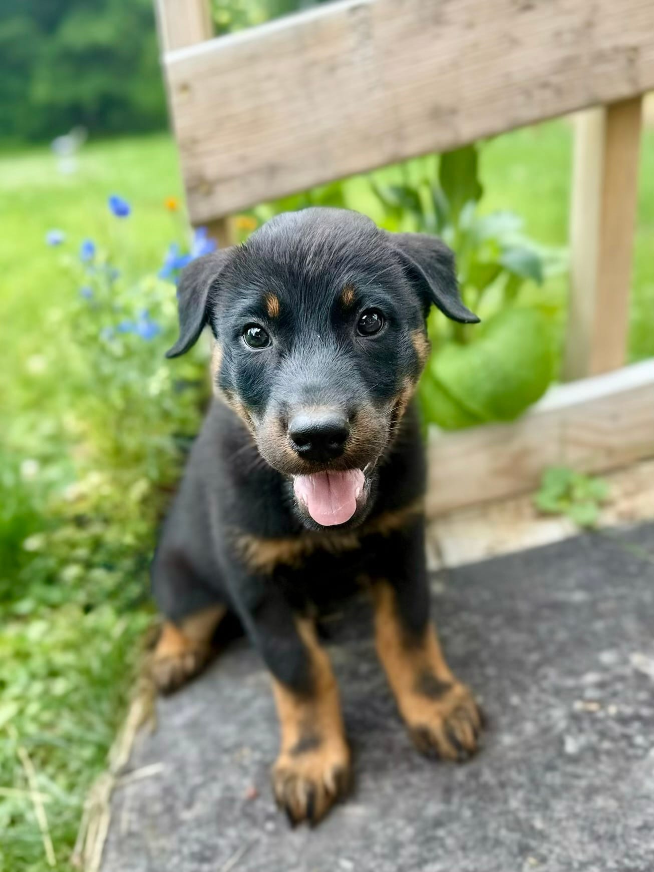 Green Boy – Beauceron puppy for sale in Boonville, IN