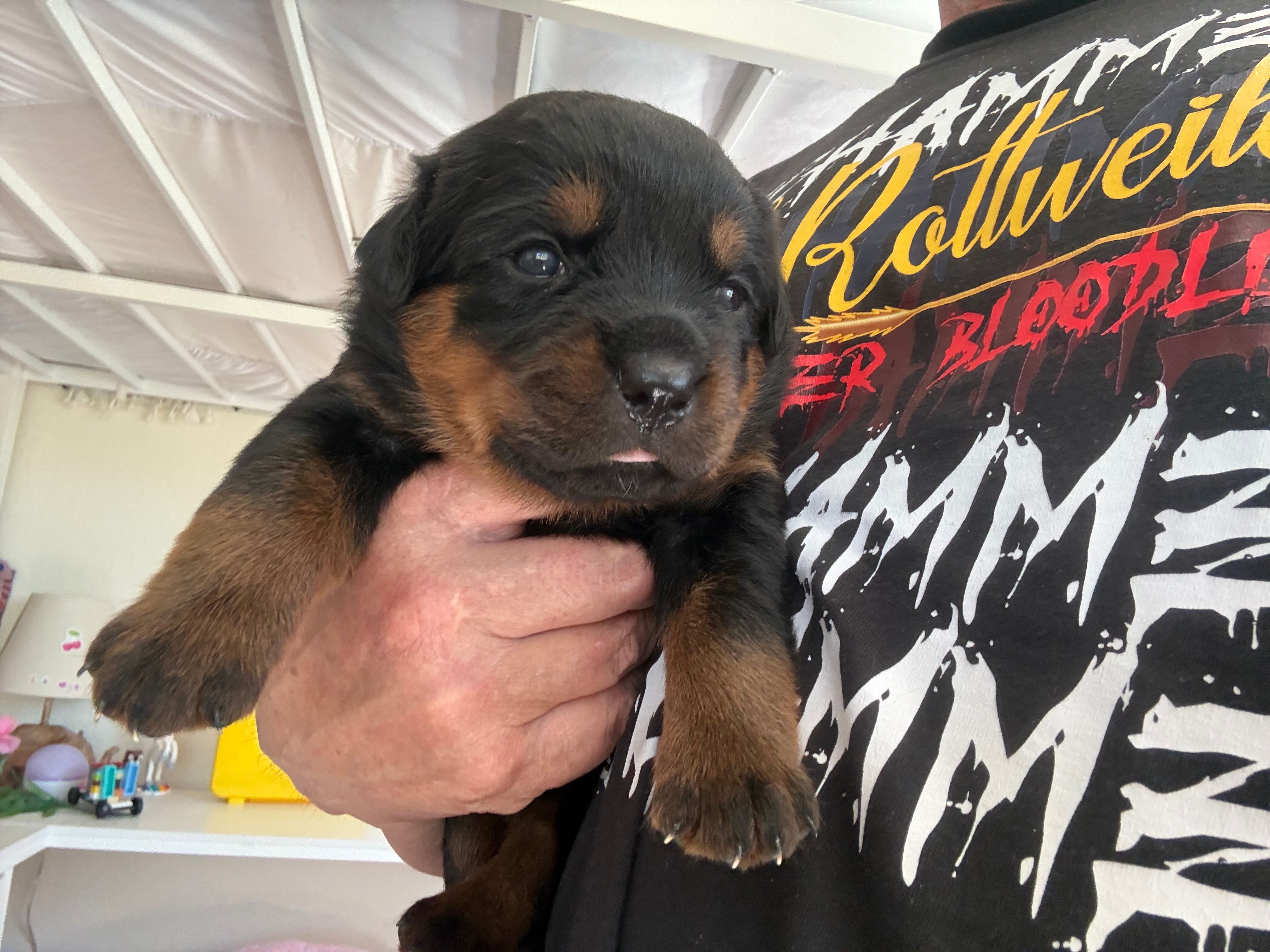 Cali Rottweilers – Rottweiler puppy for sale in Placerville, CA