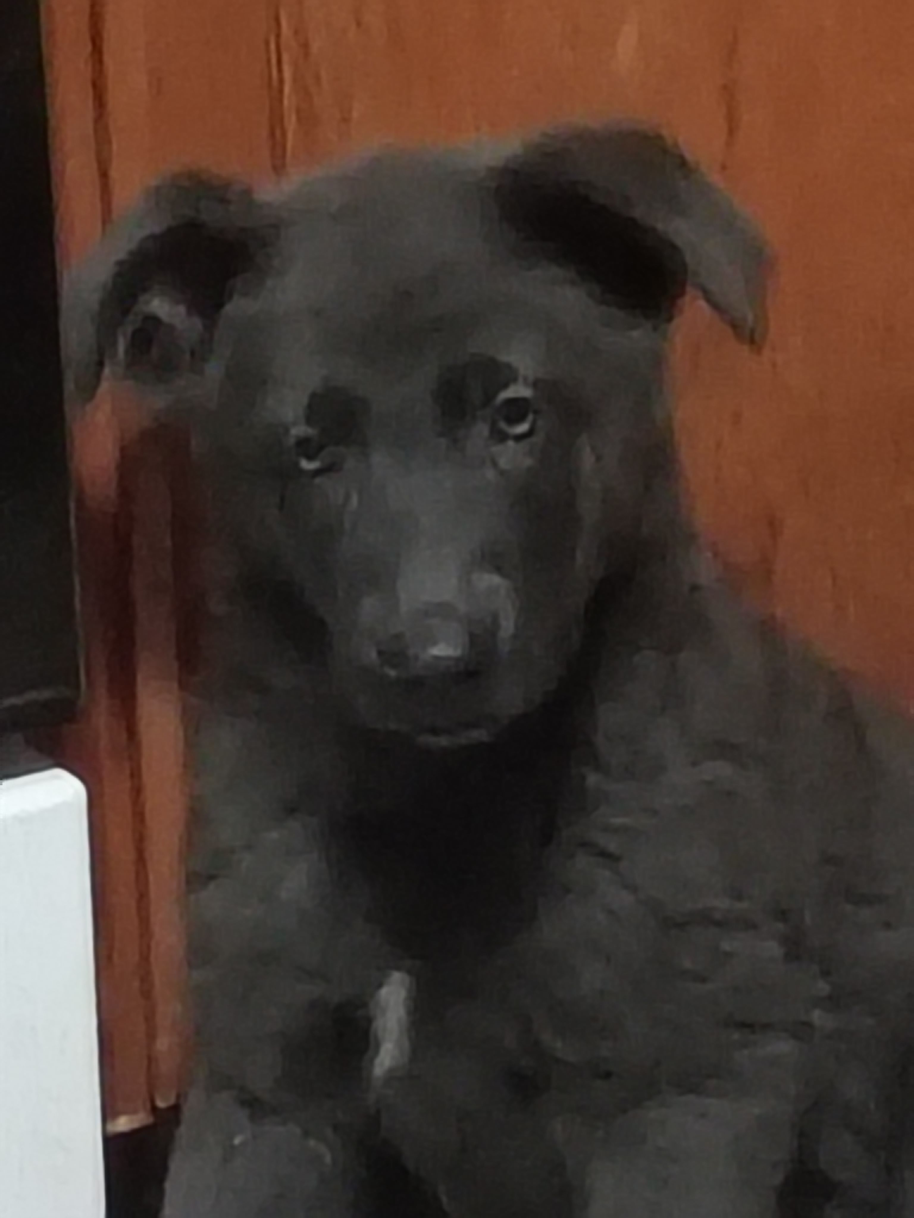 Solid Blue girl – German Shepherd Dog puppy for sale in St. Louis, MO